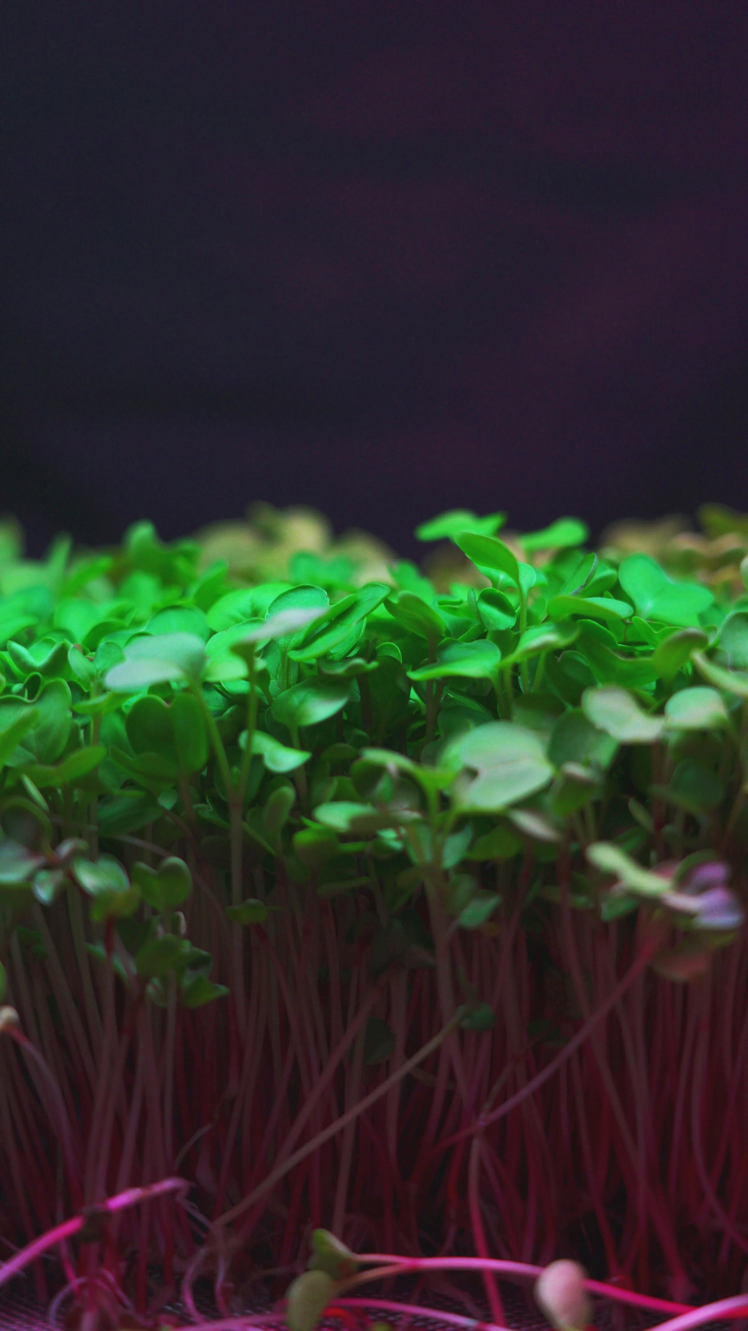 china rose radish profile.jpg