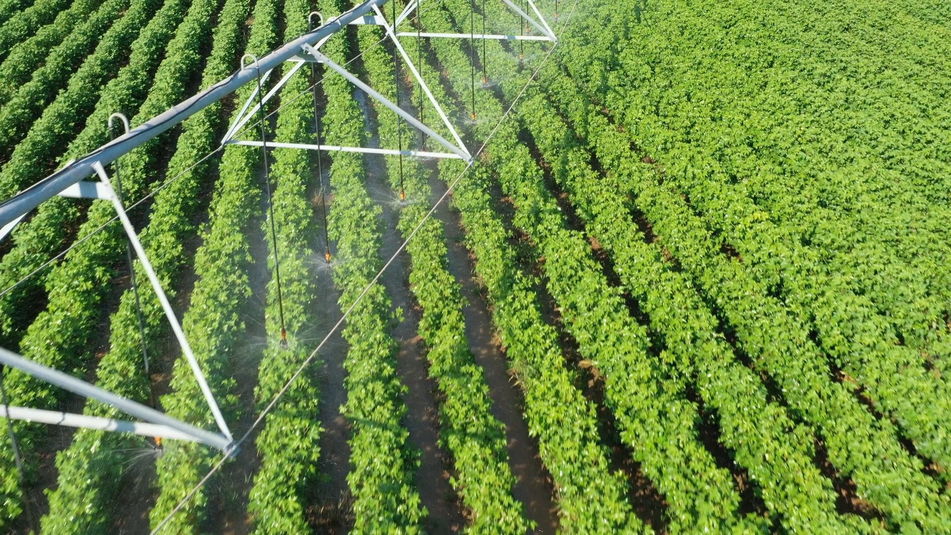 Cotton plant irrigation.jpg