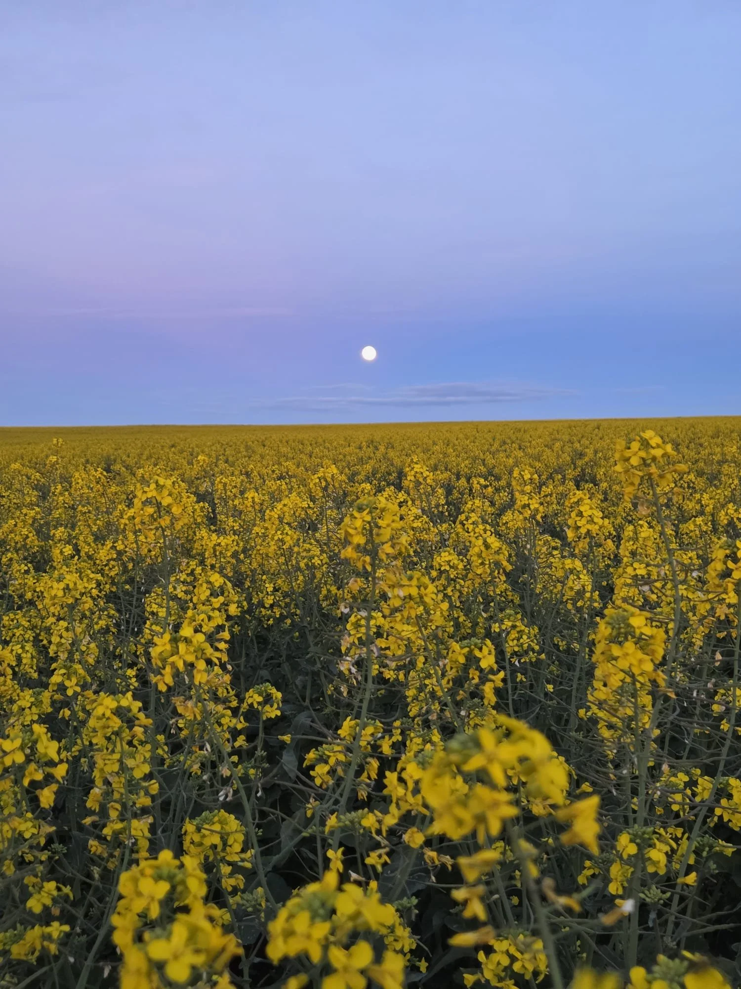 What a full soil profile is telling growers across our southern regions this season