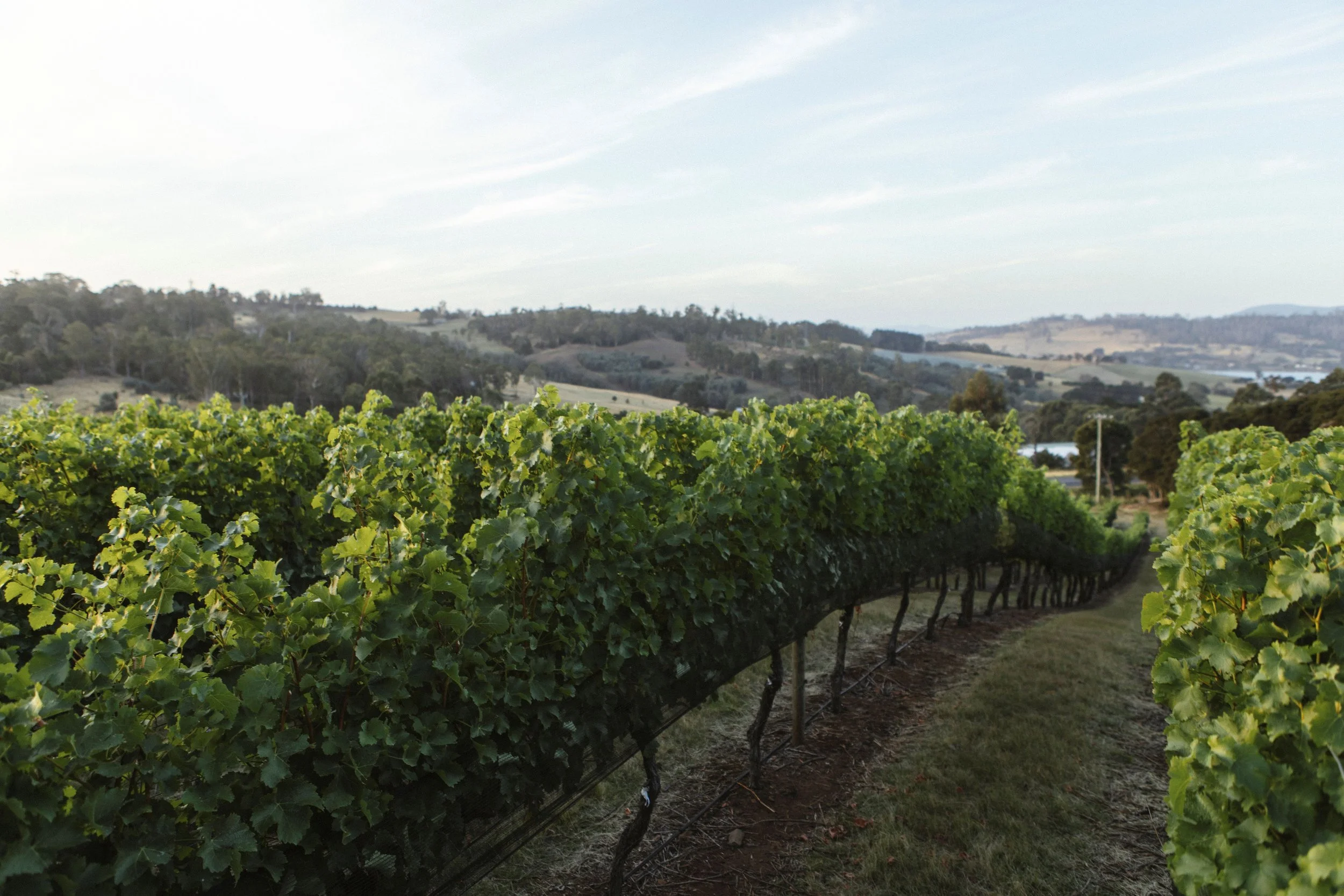 108875-56 resize (002).jpg