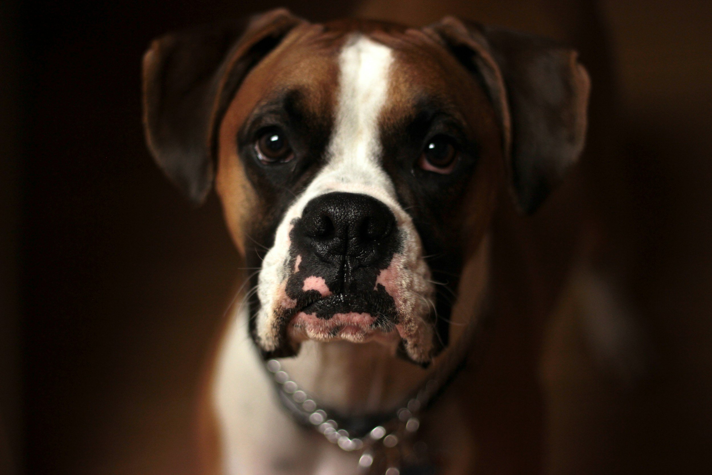 Responsibility, Training, and Inclusion: Lessons from a Dog Bite Incident at a Mall