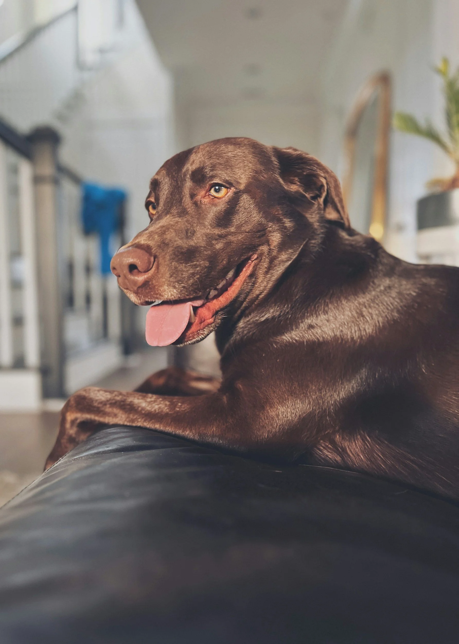 Why Transparency Is the Foundation of Ethical Dog Training in Rockwall &amp; Sachse, Texas