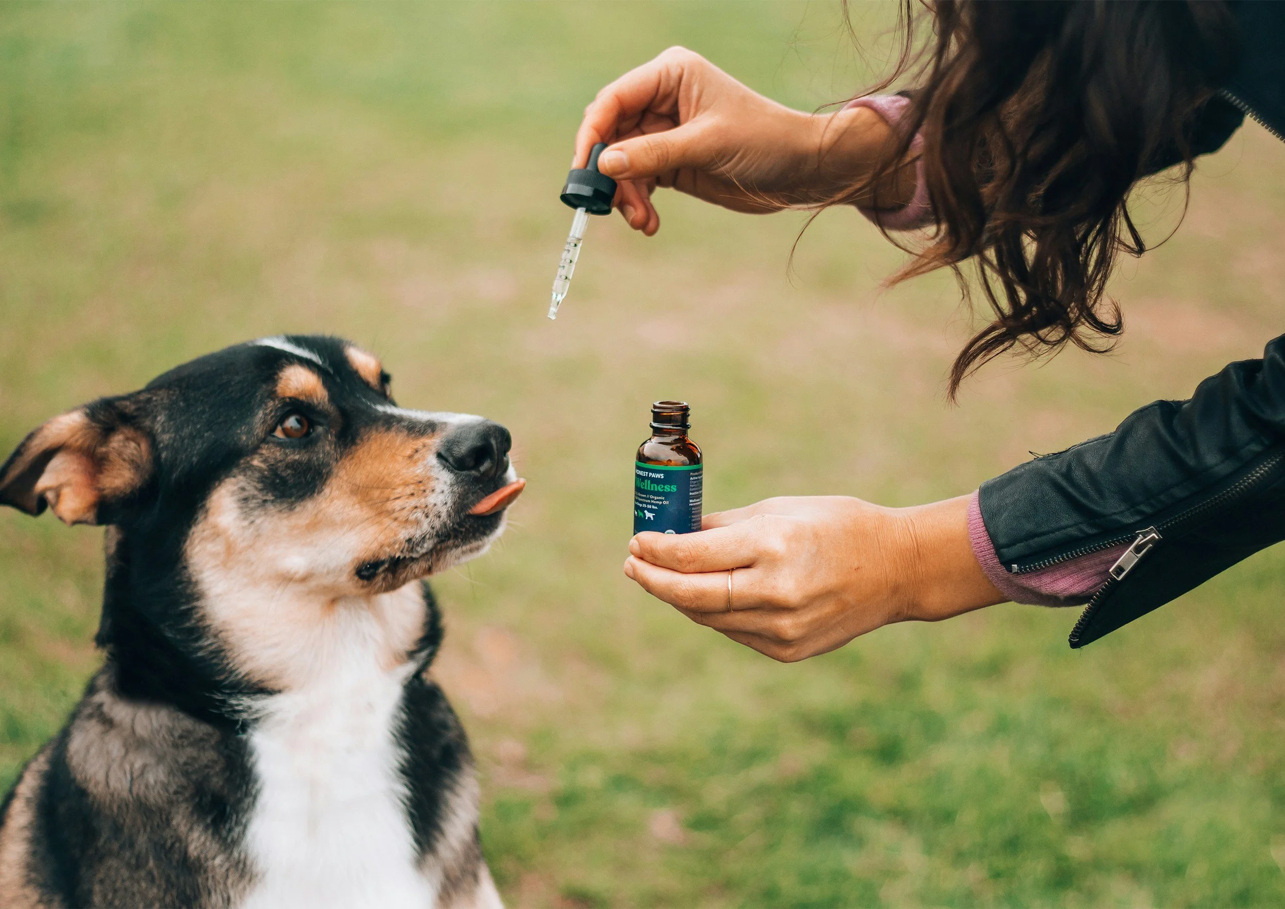 Warning: The New Dog Mental Health Fallacy and the Real Danger of Medication