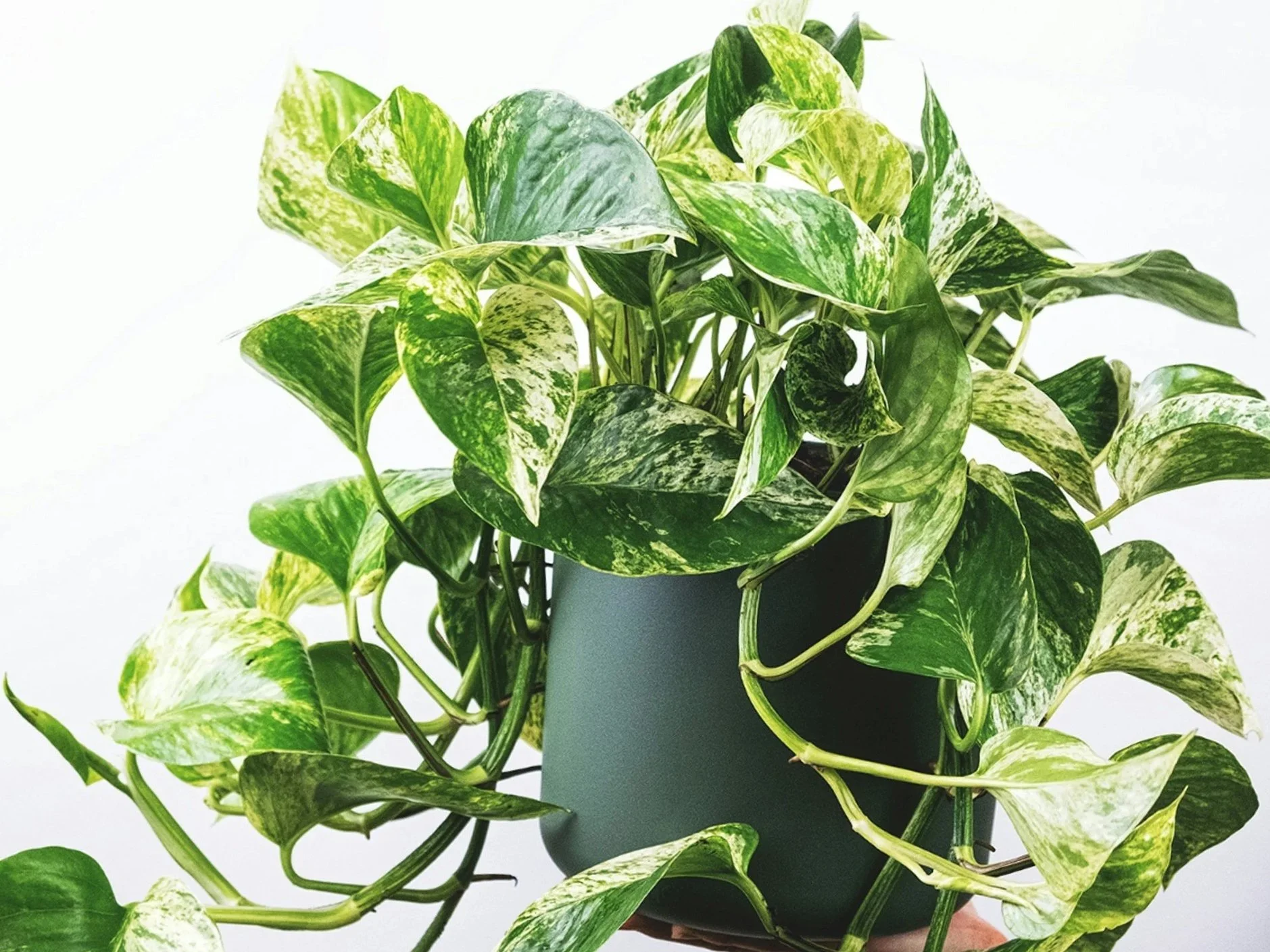 Pothos