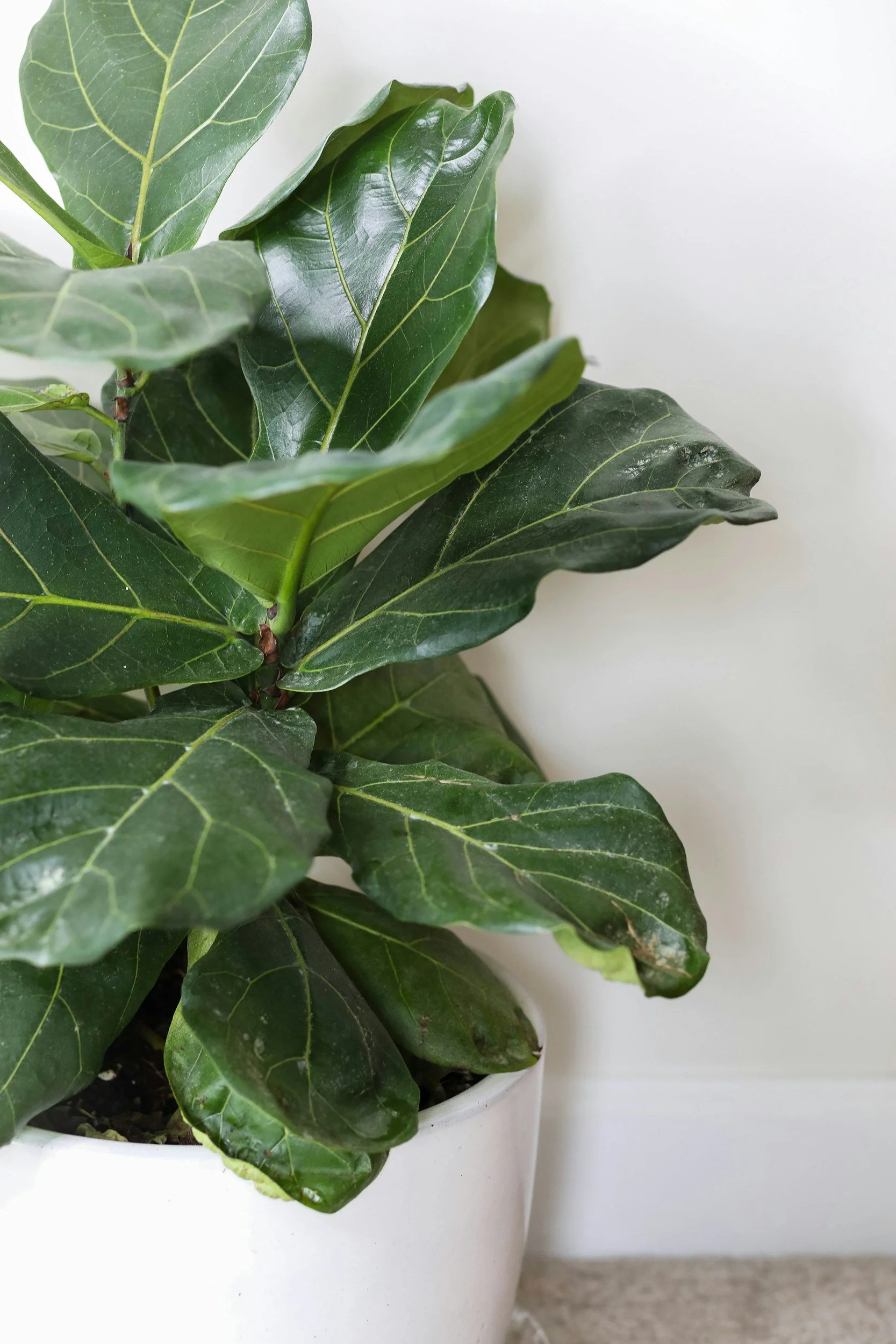 Fiddle Leaf