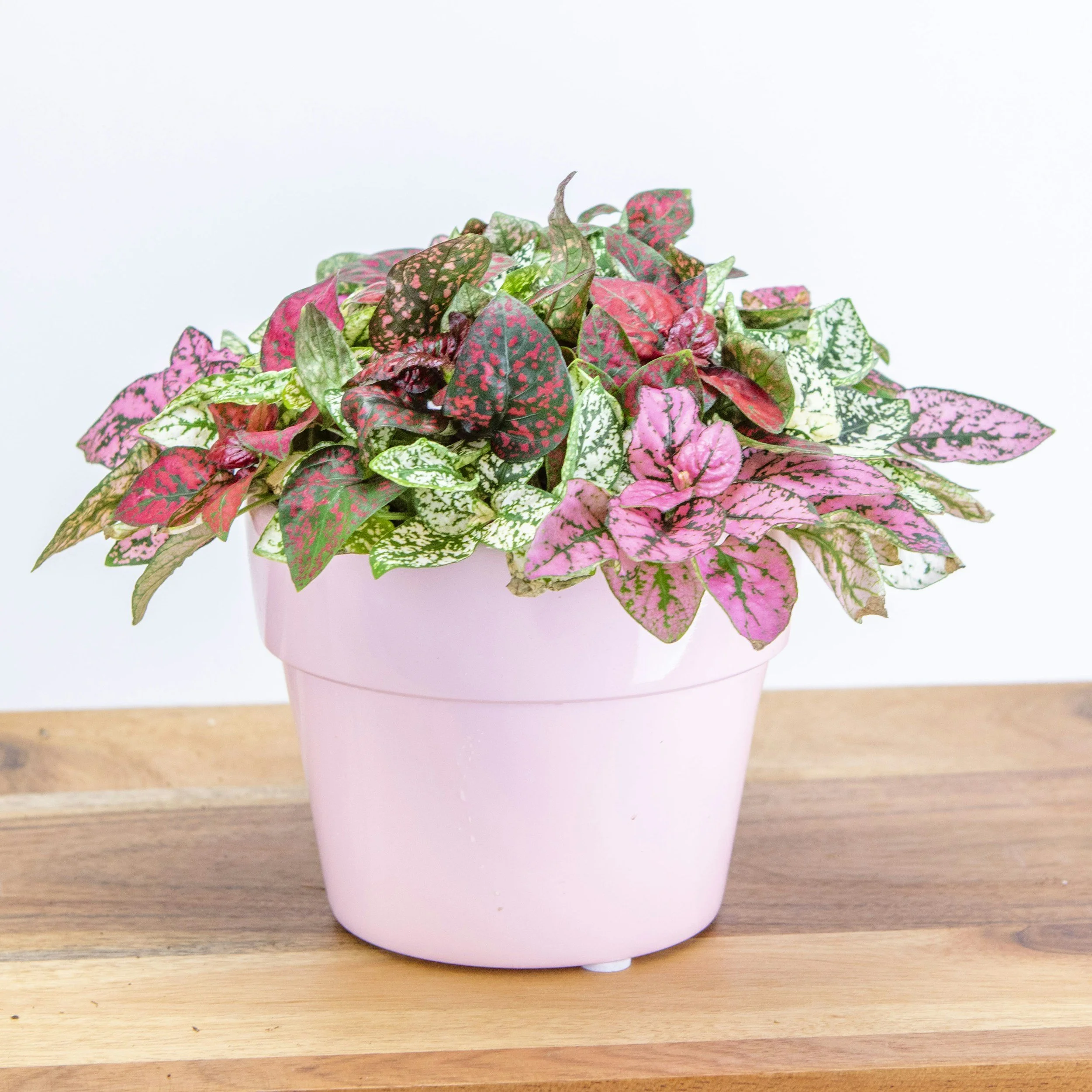 Lotty Dotty (Pink Hypoestes) 