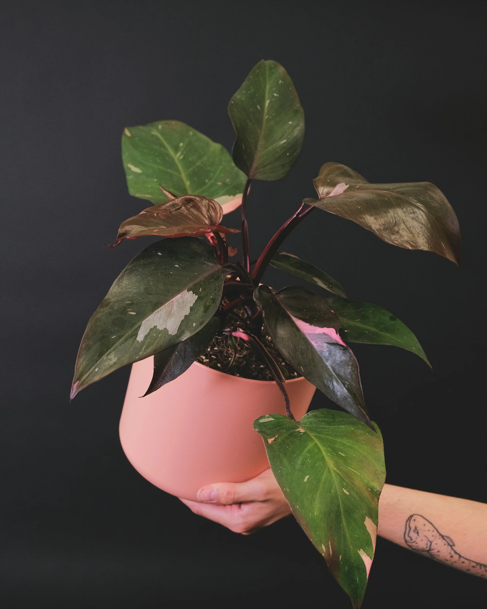 Pink Princess Philodendron