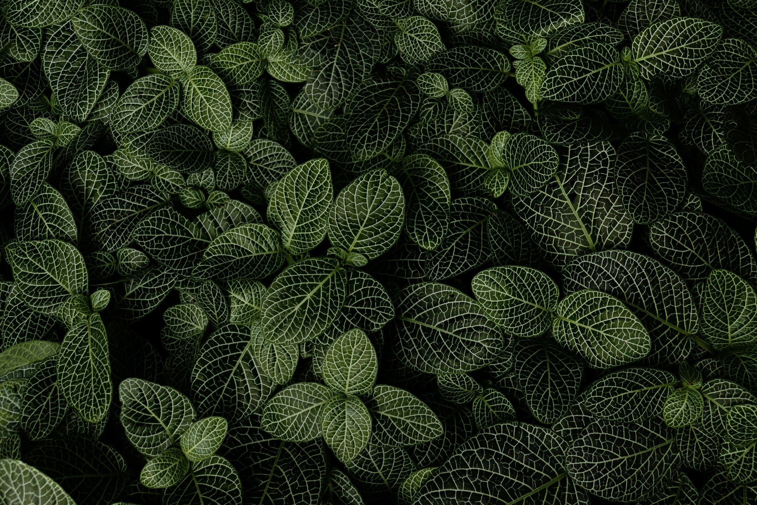 unsplash-image-HtCgLIDy-2U.jpg