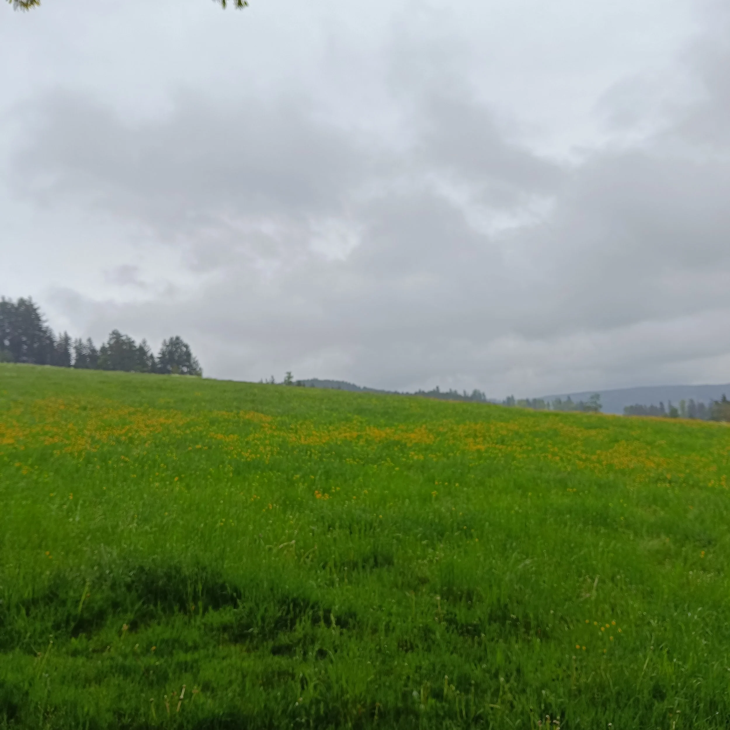 IMG_20250504_150225.jpg