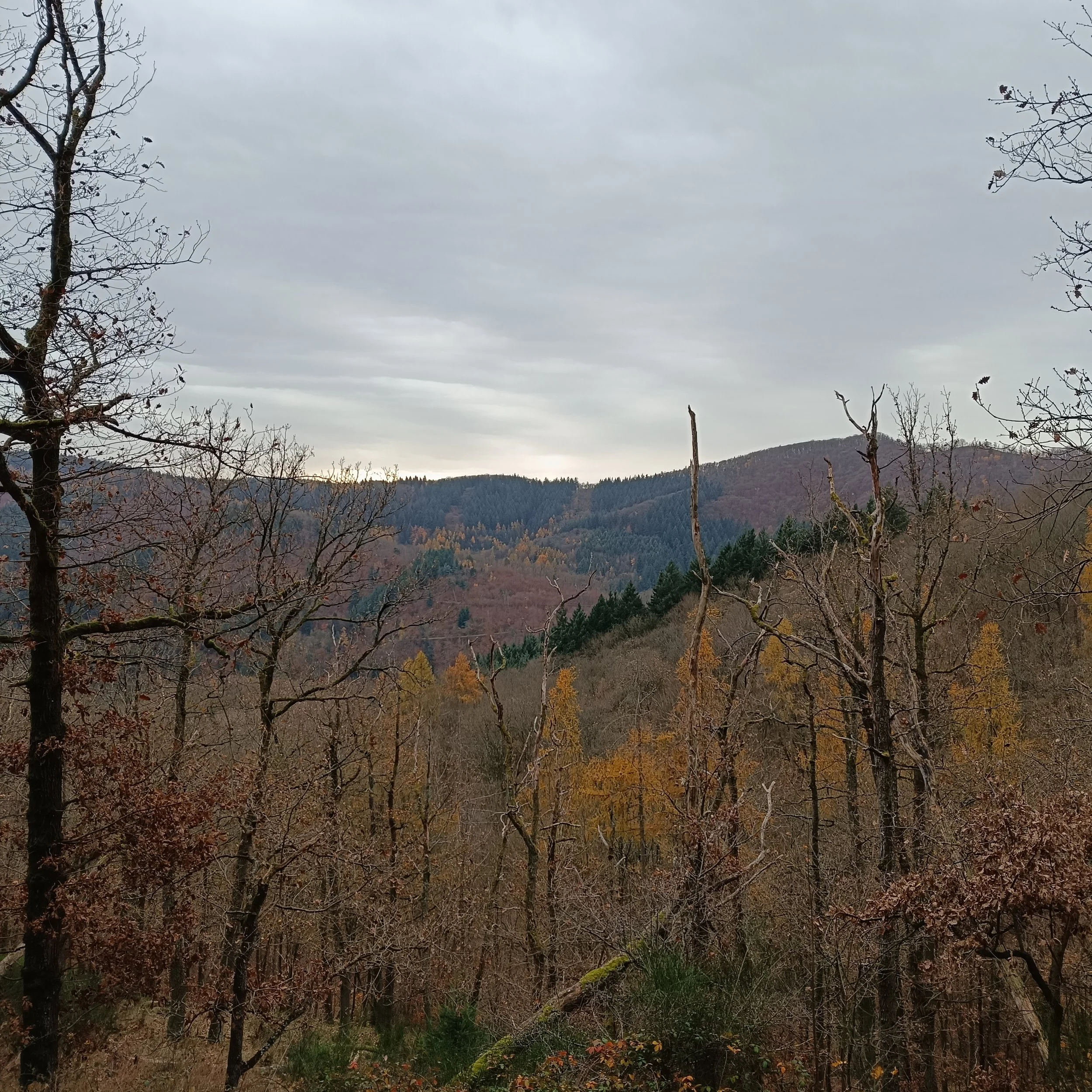 IMG_20251115_111312.jpg