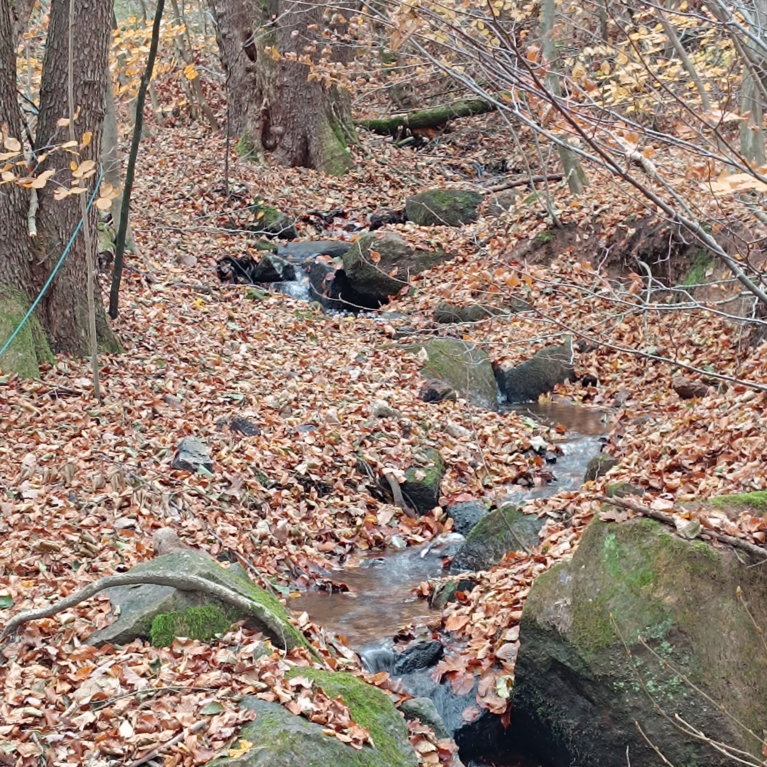 IMG_20251115_132419.jpg