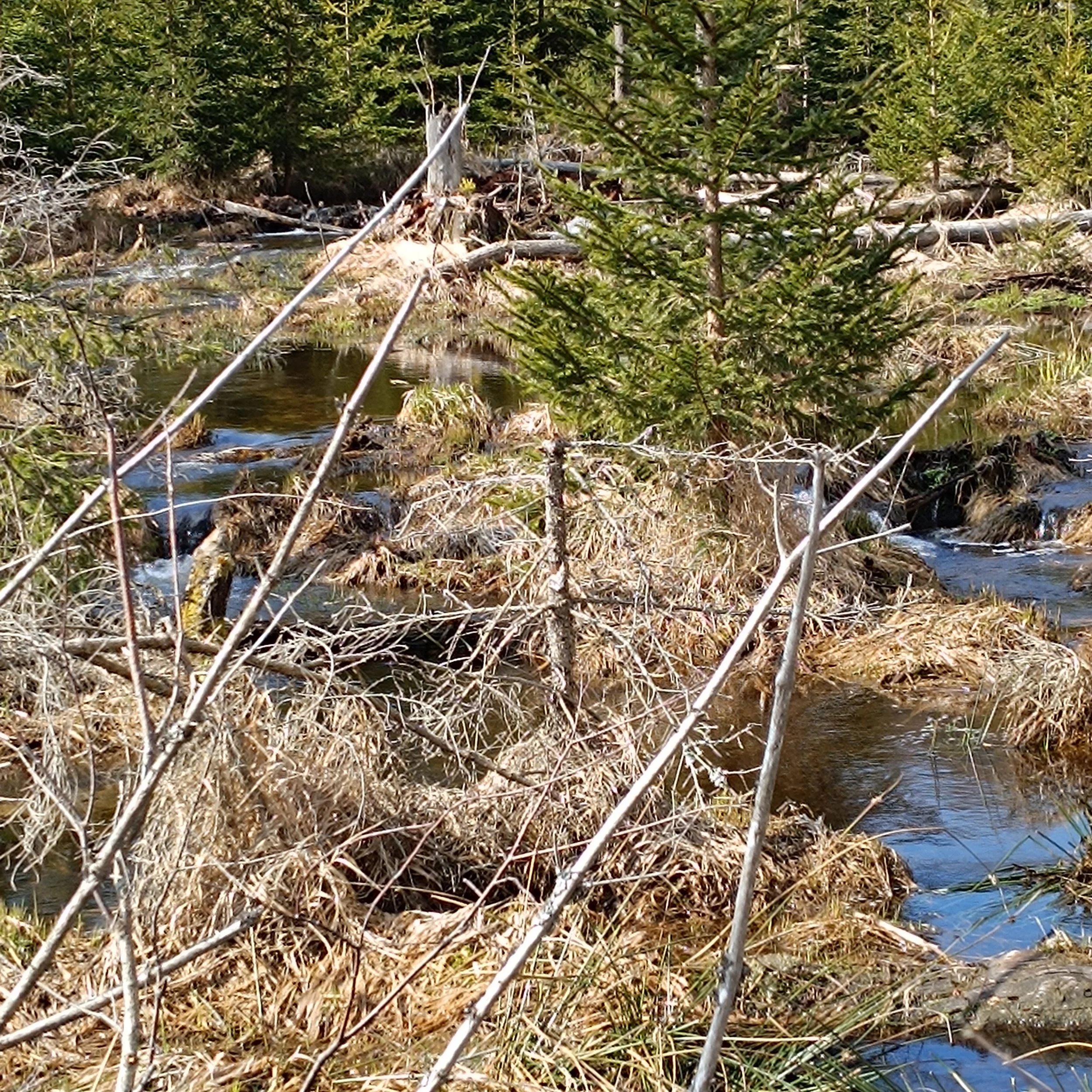 IMG_20260403_110133.jpg