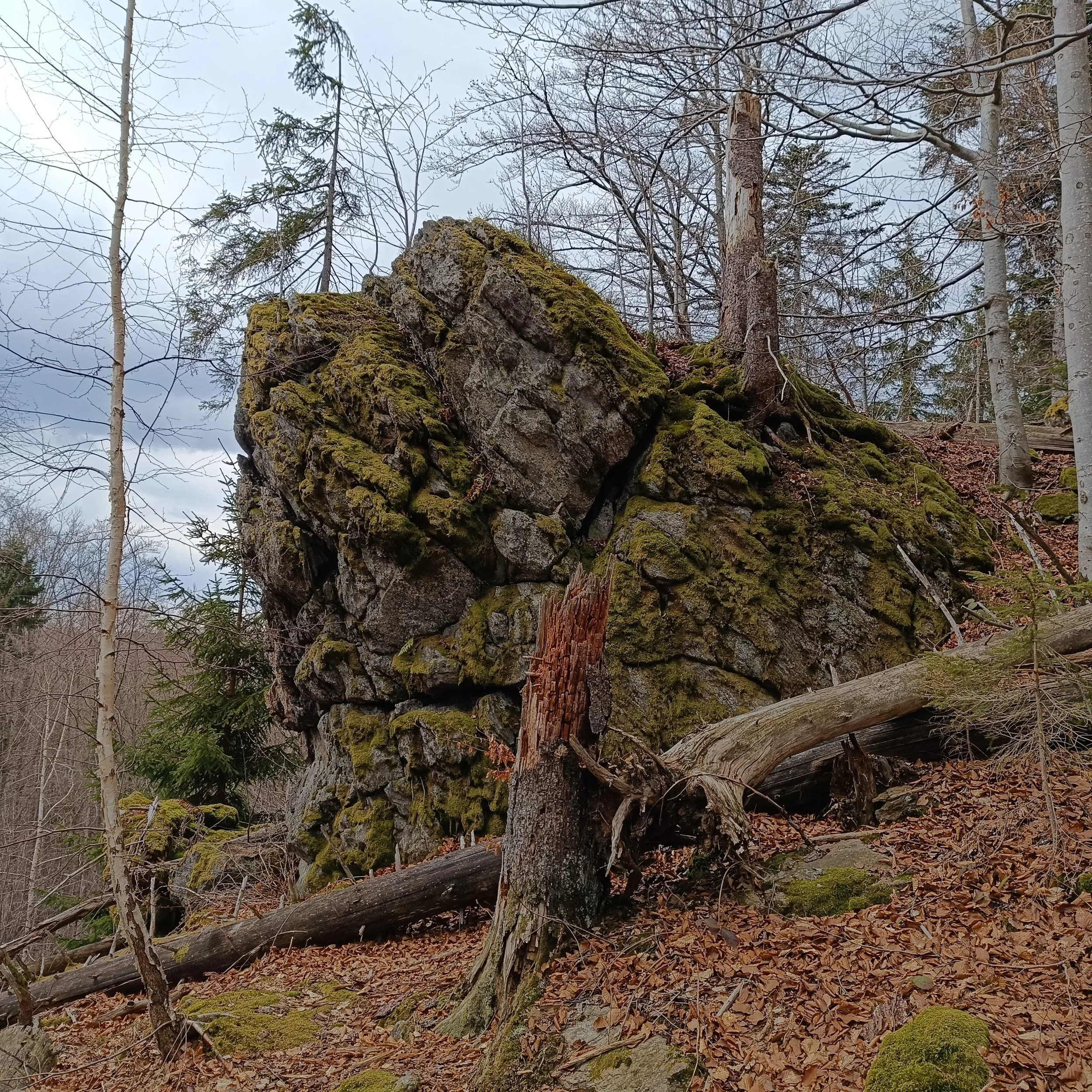 IMG_20260403_131057.jpg