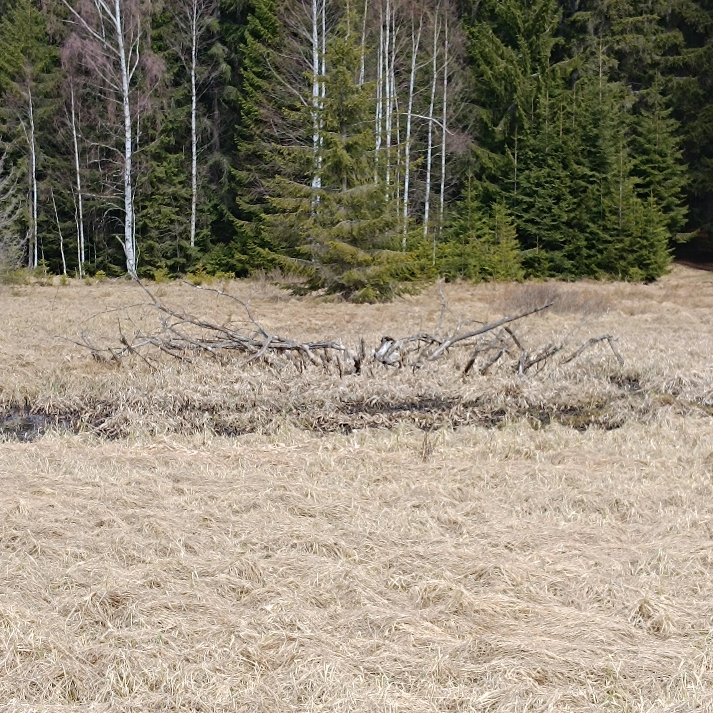 IMG_20260405_121446.jpg