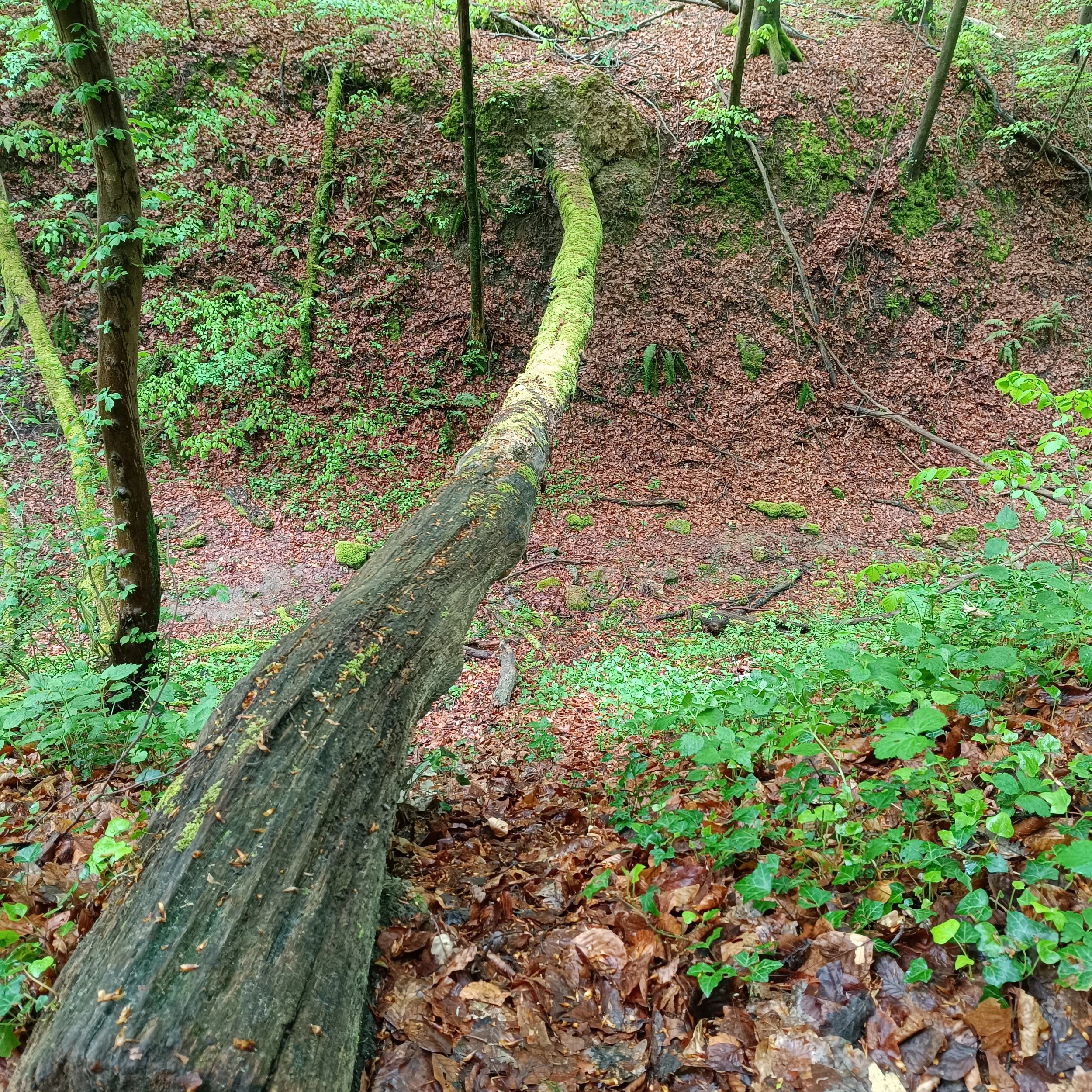 IMG_20260419_135037.jpg