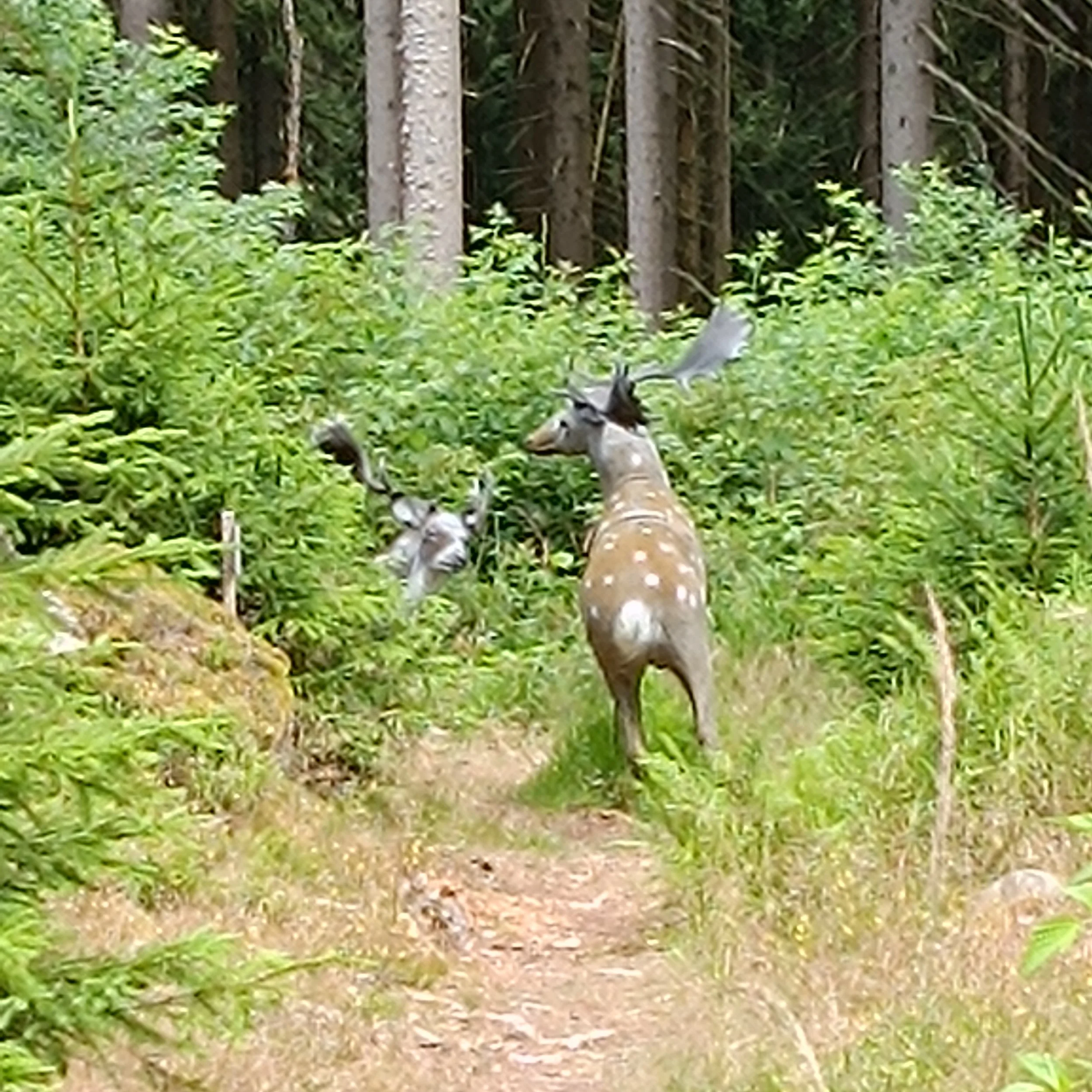 IMG_20260705_110545.jpg