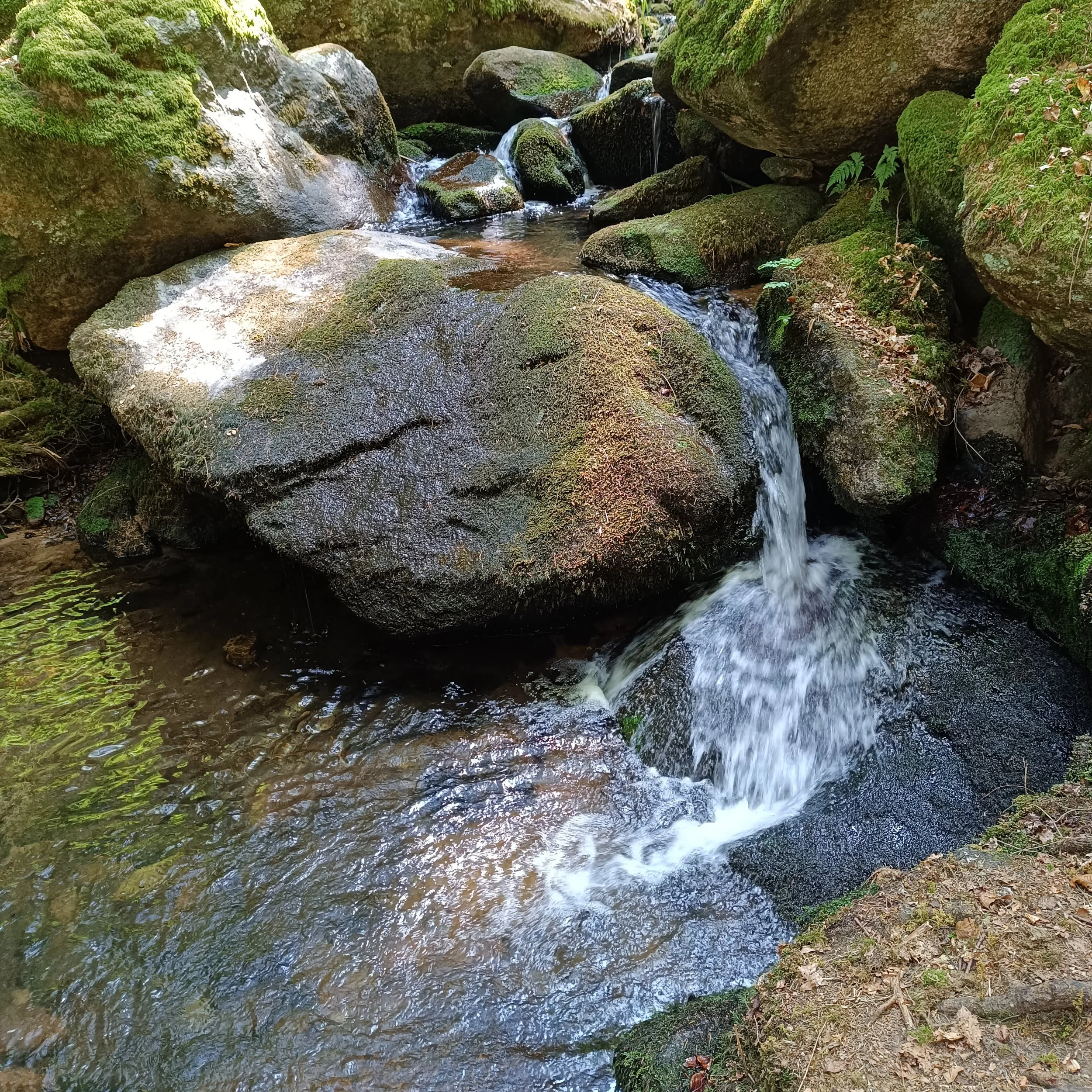 IMG_20260725_114300.jpg