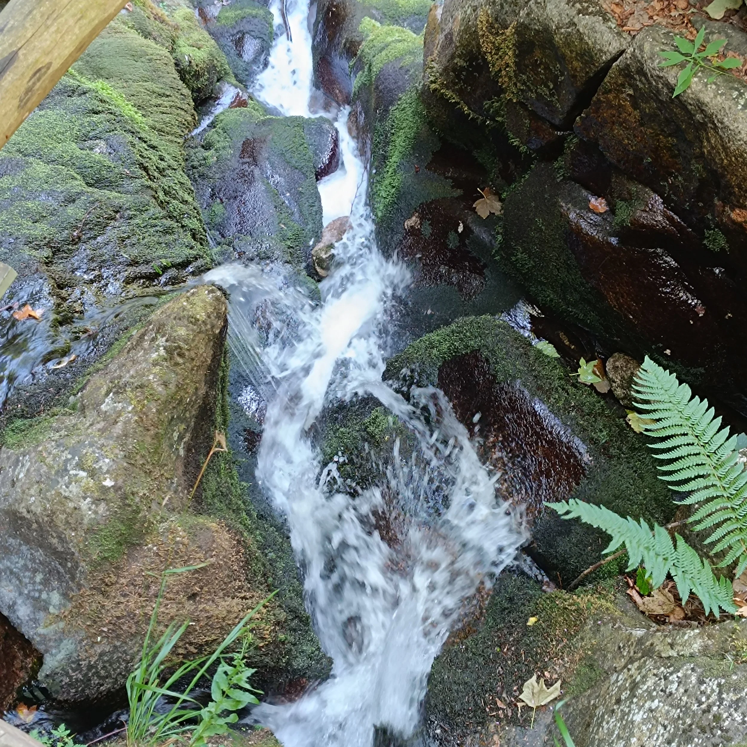 IMG_20260725_115407.jpg