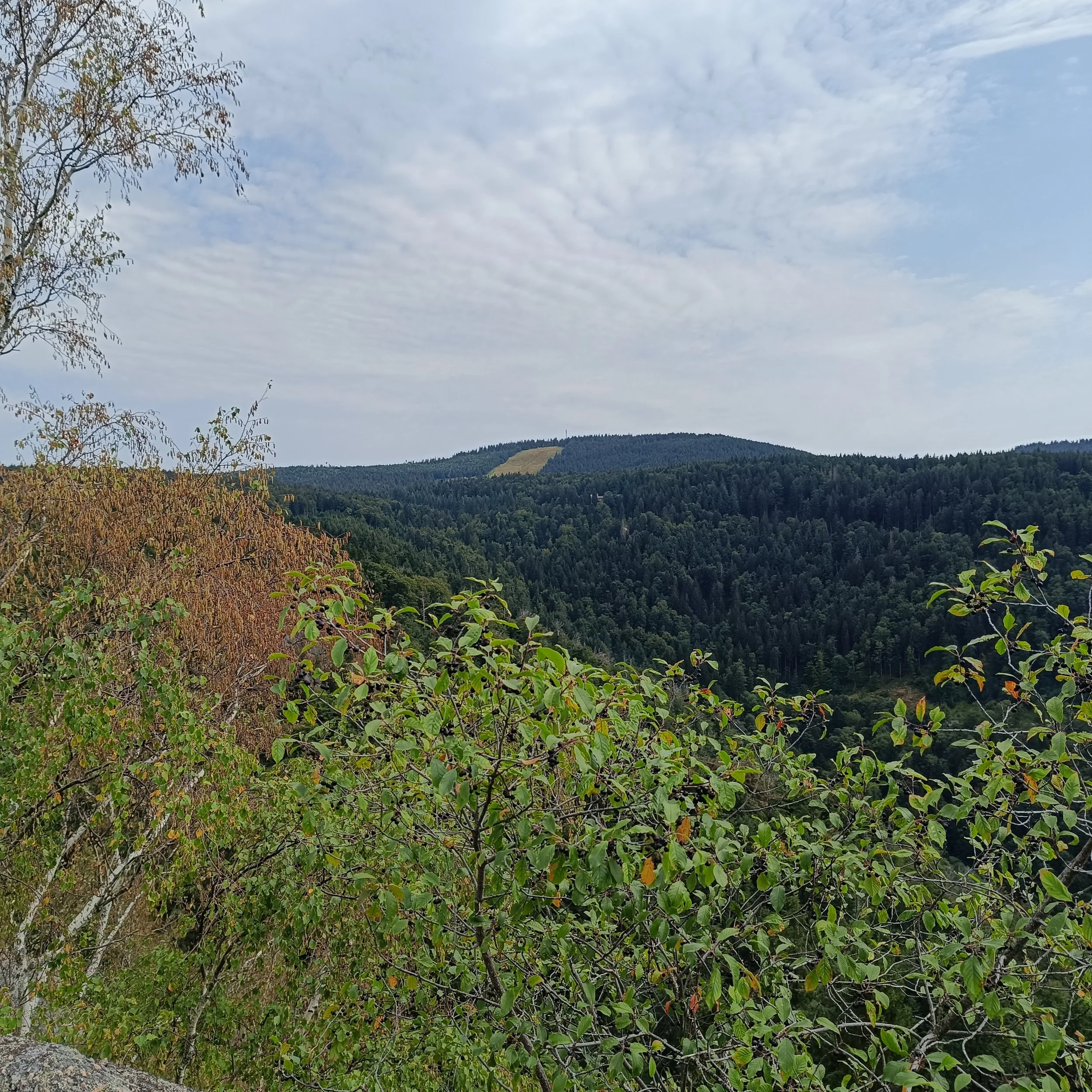 IMG_20260725_160546.jpg