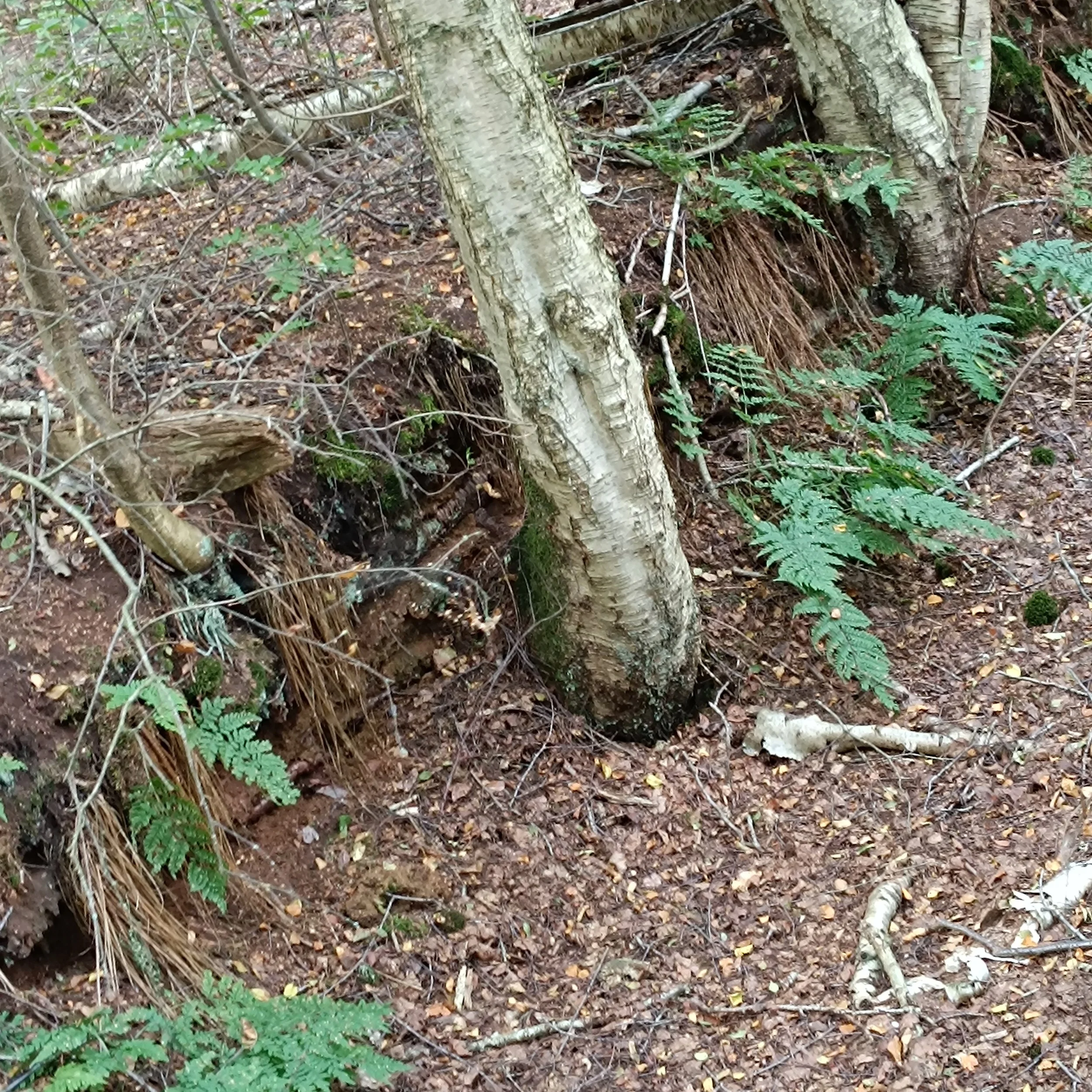 IMG_20260816_114641.jpg