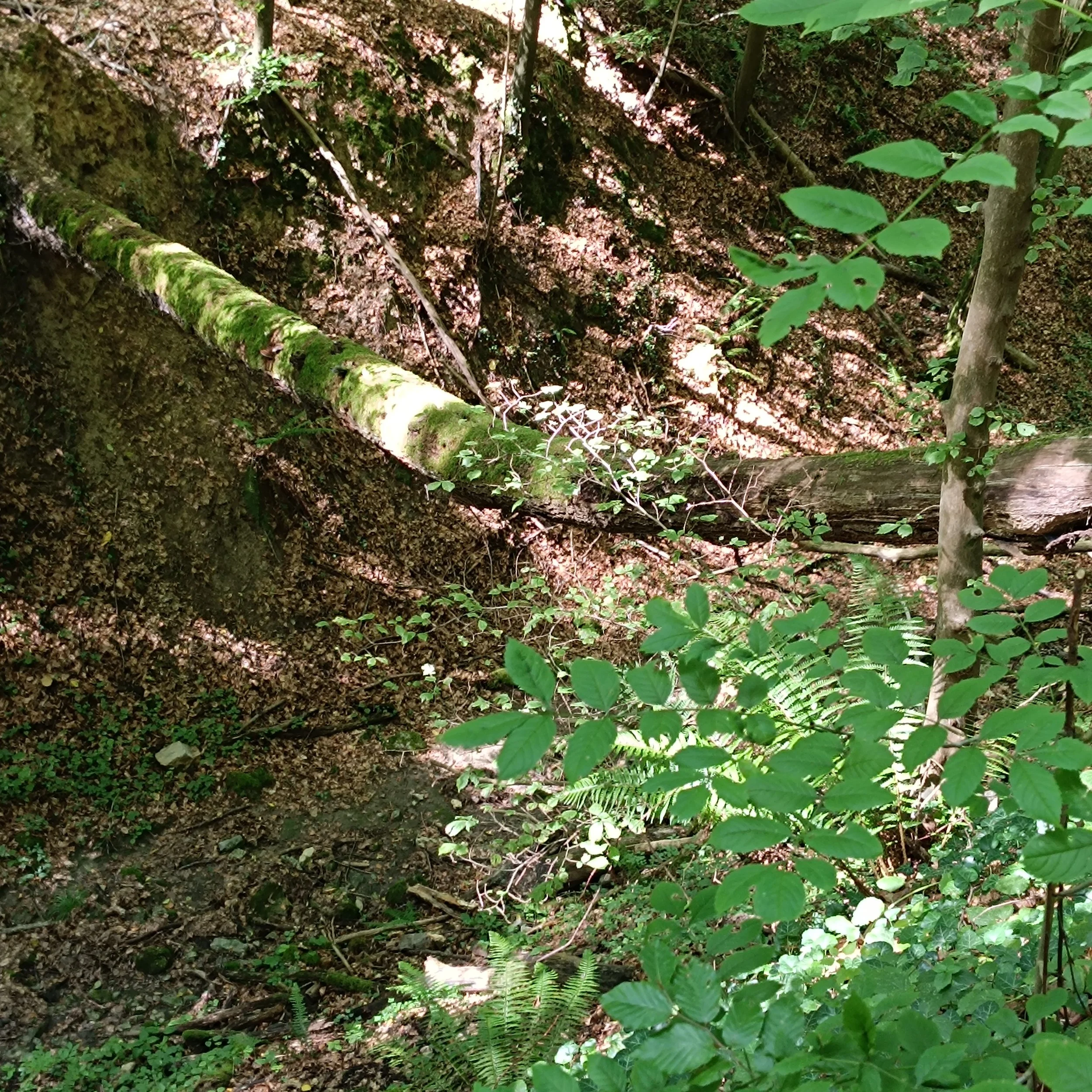 IMG_20260906_124955.jpg