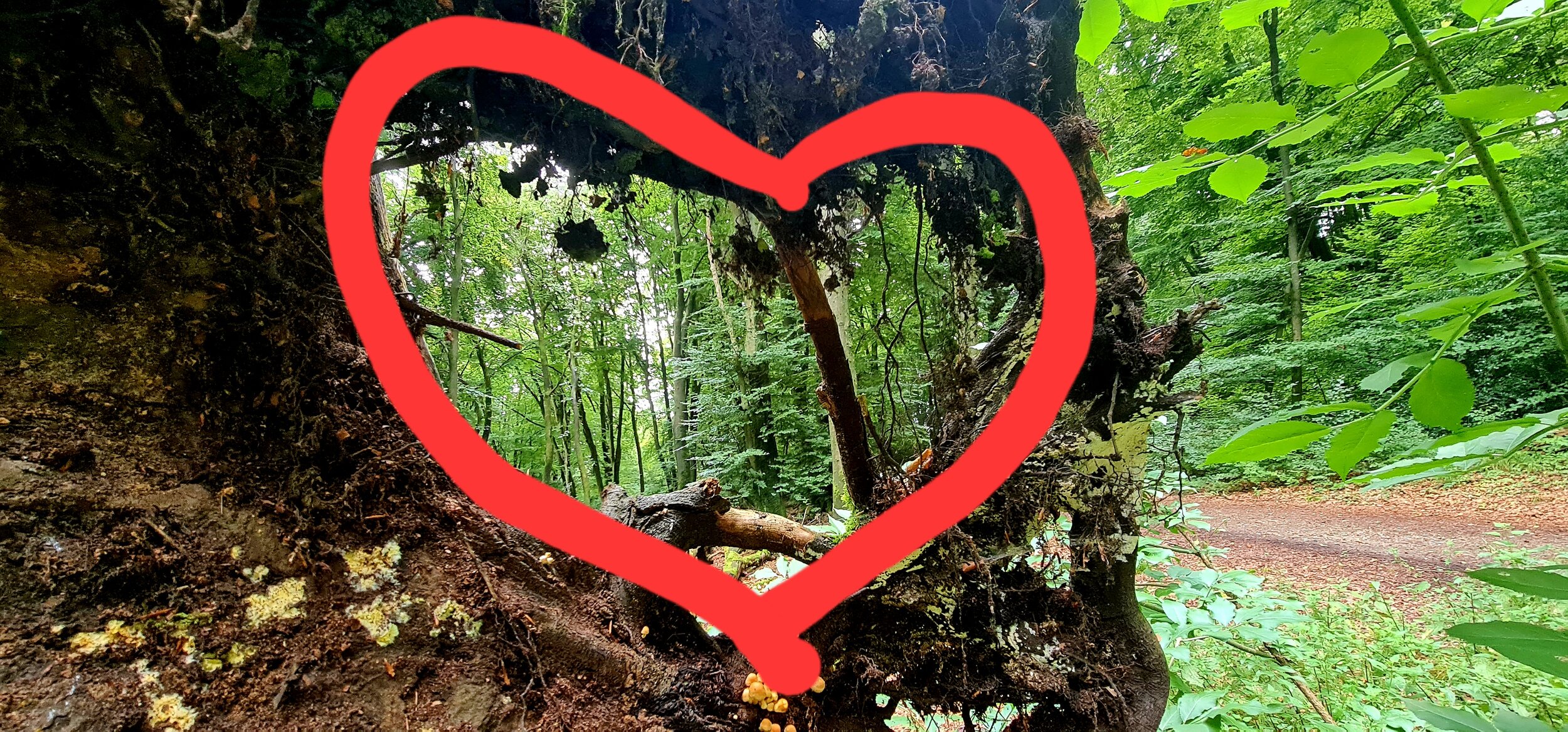 Ein Baumstamm in einem grünen Wald, mit einem roten Herz darüber gezogen.