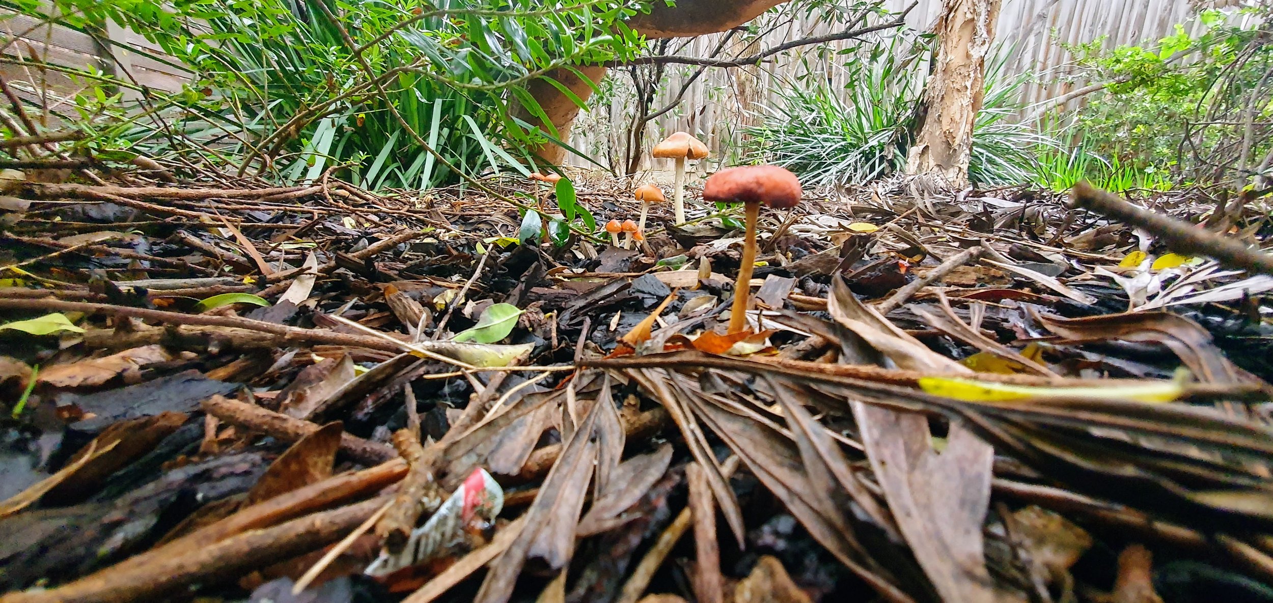 Partnering With Fungi