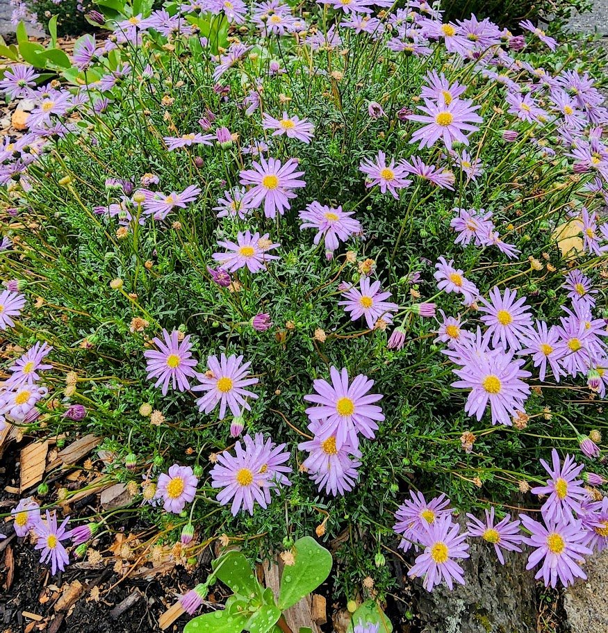 Brachyscome multifida - an unsung native hero to gardeners.