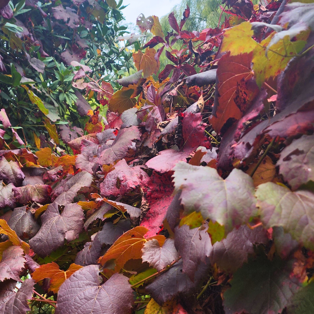 Autumn in Melbourne Gardens - Ode to Autumn: A Celebration of Colour and Bounty