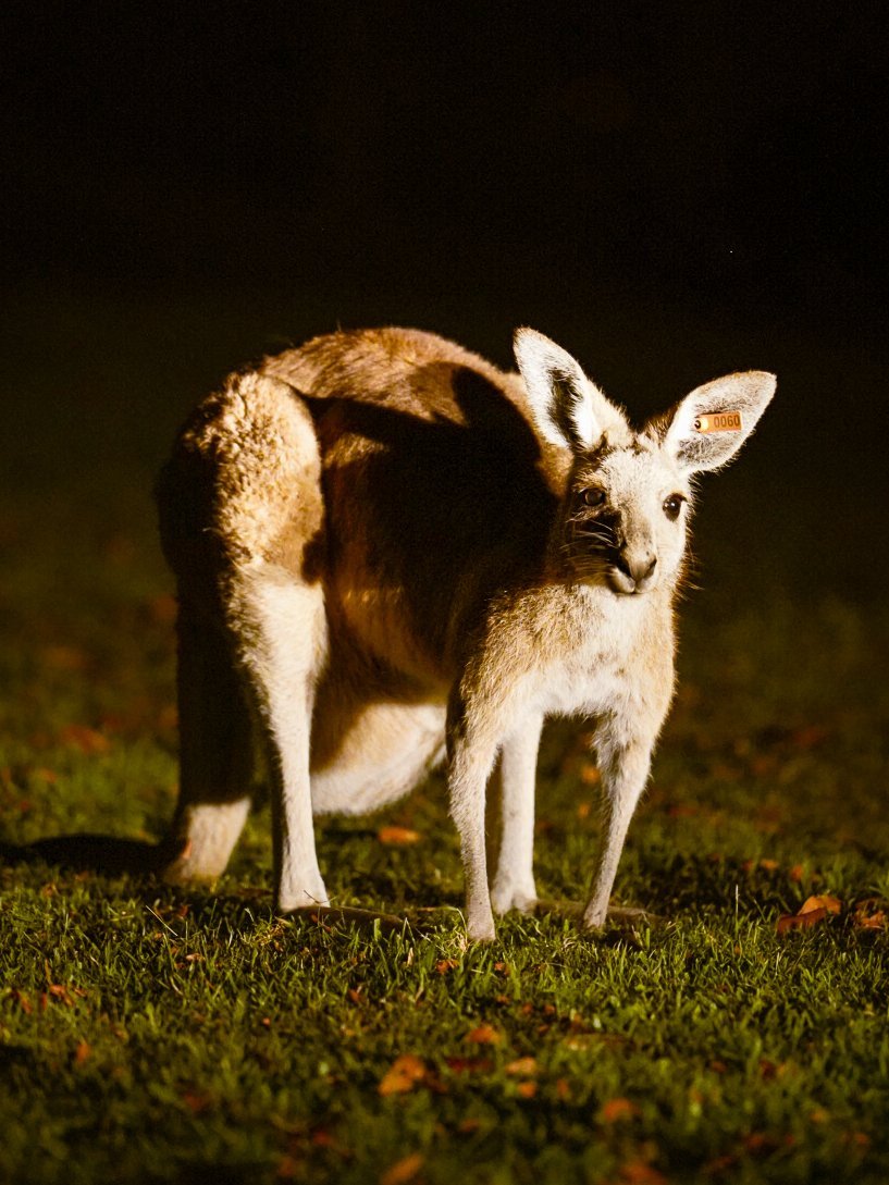 Roo