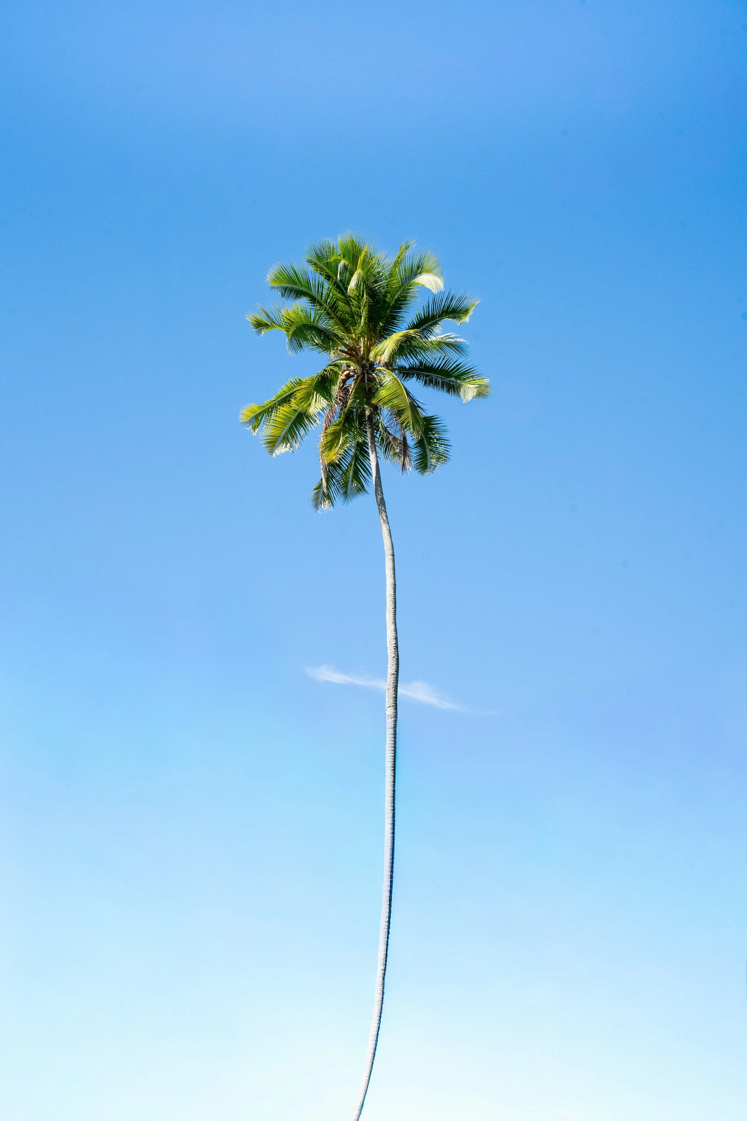 French Polynesia, 2026