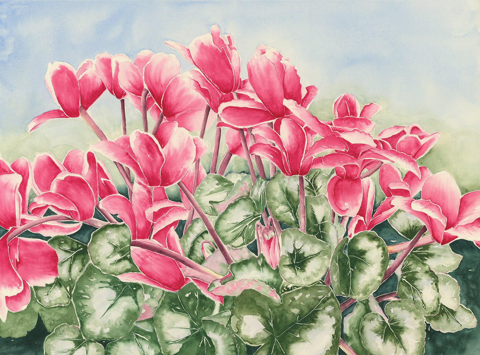 Grace in Pink: Watercolour Cyclamen