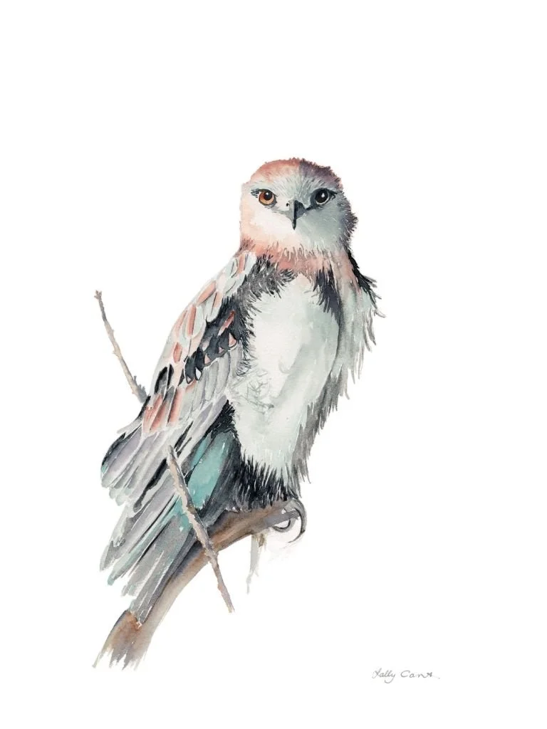 Black Shouldered Kite
