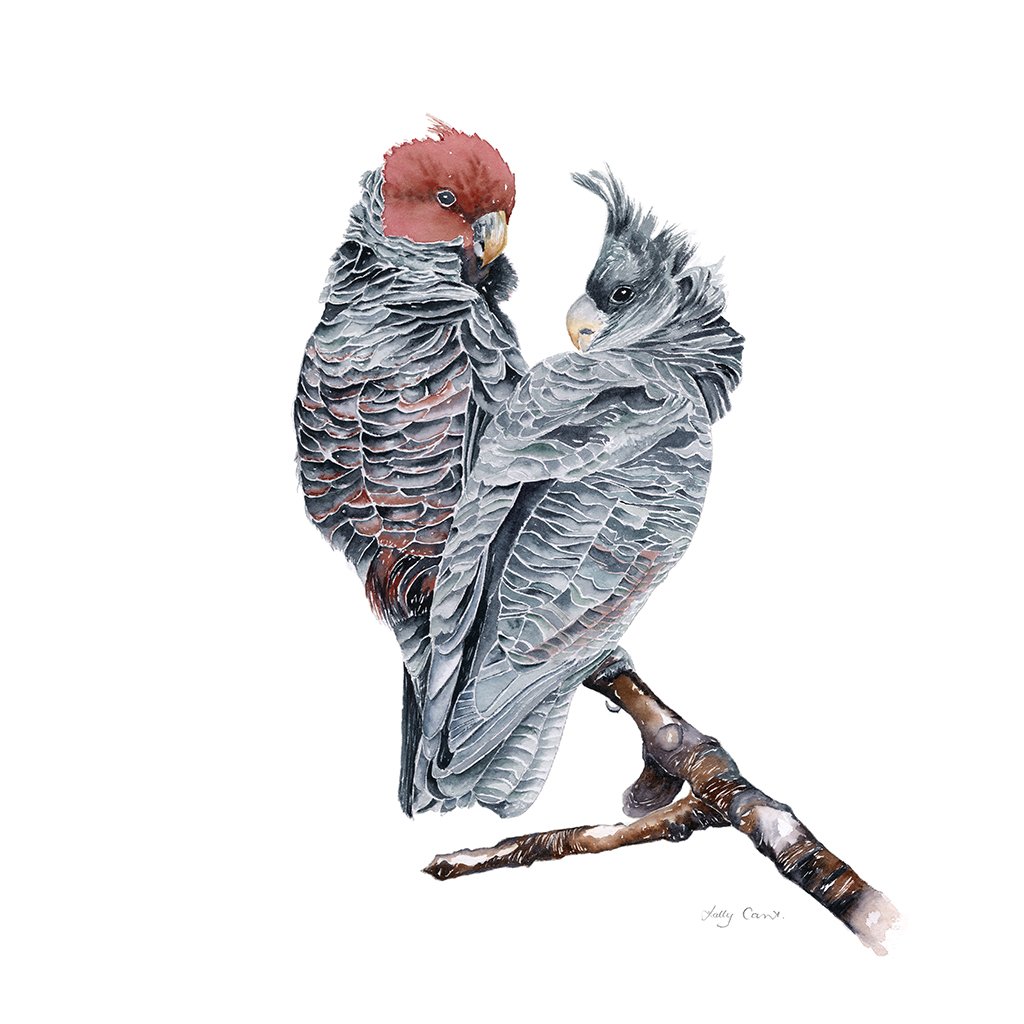 Gang Gang Cockatoos