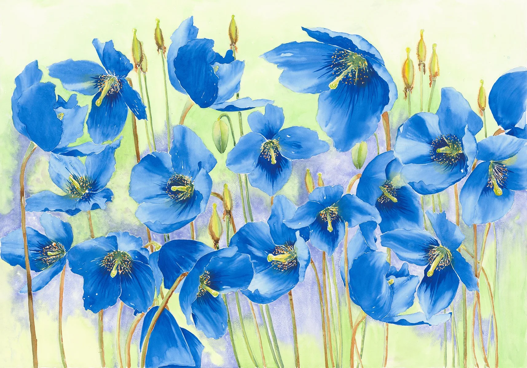Himalayan Blue Reverie