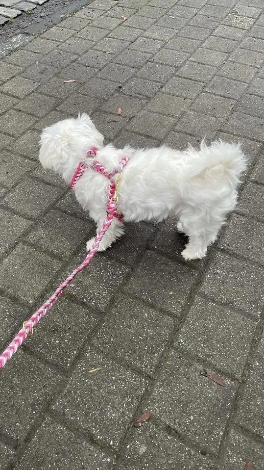Pinkes Geschirr.jpeg