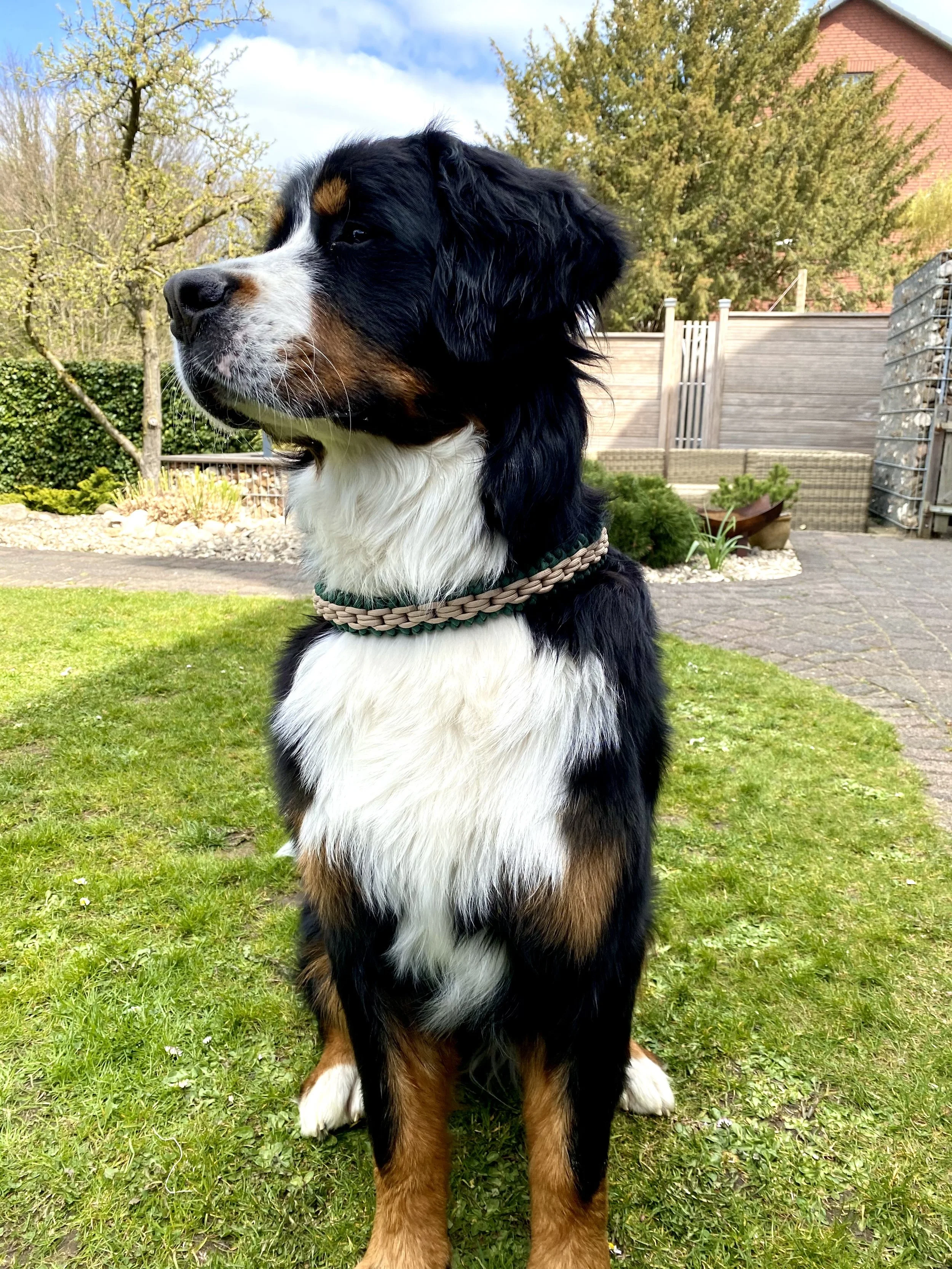 Bailey grünes halsband.jpeg
