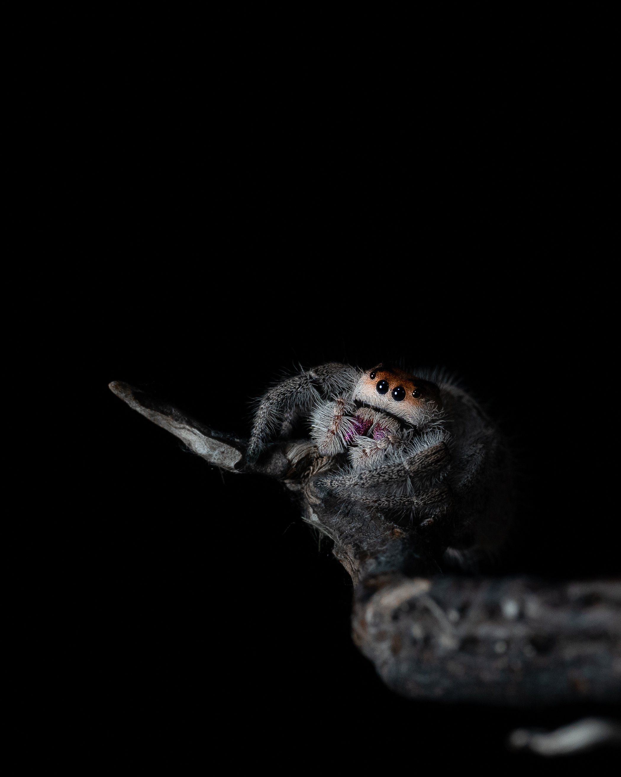 mini spider 2.jpg