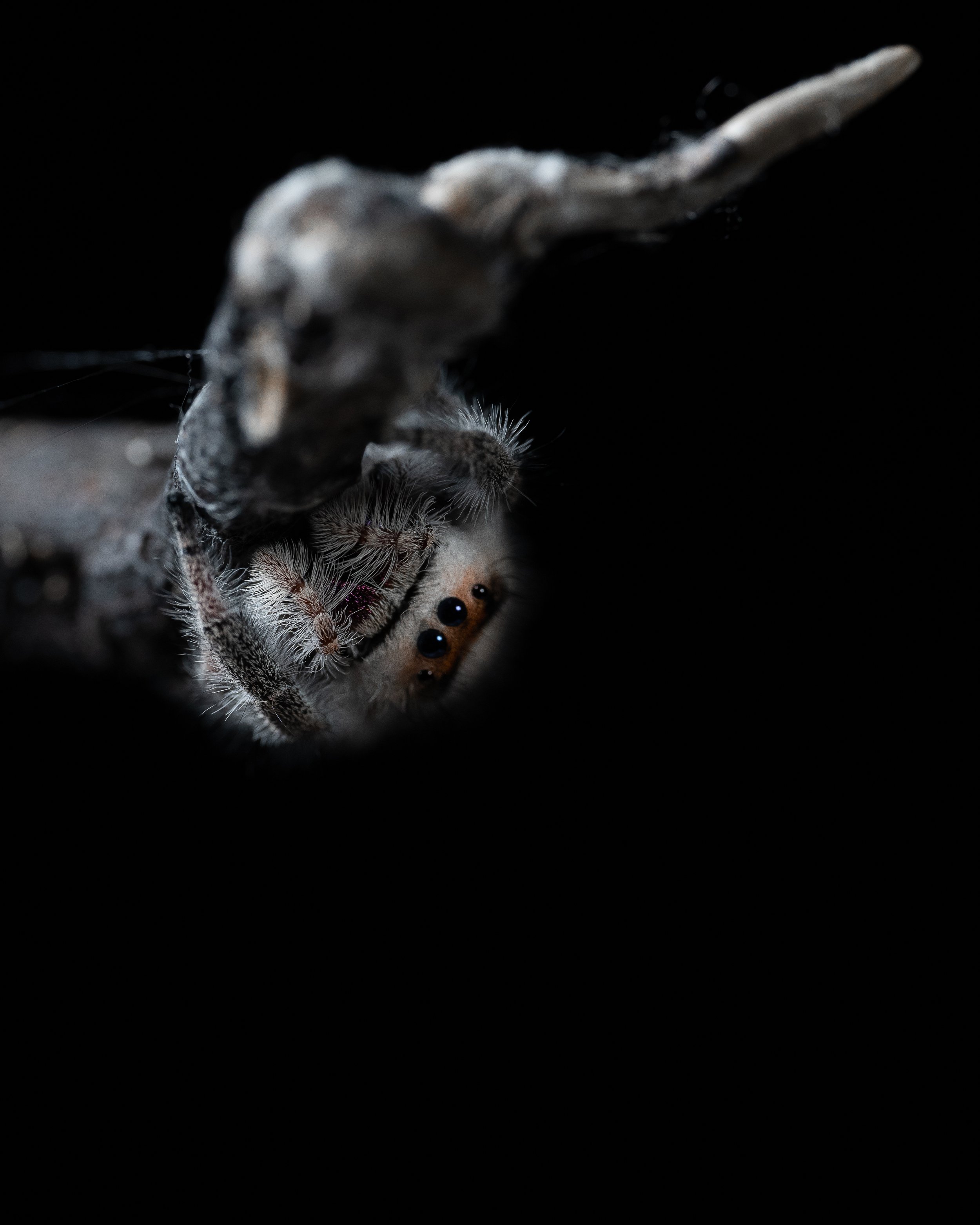 mini spider 1.jpg