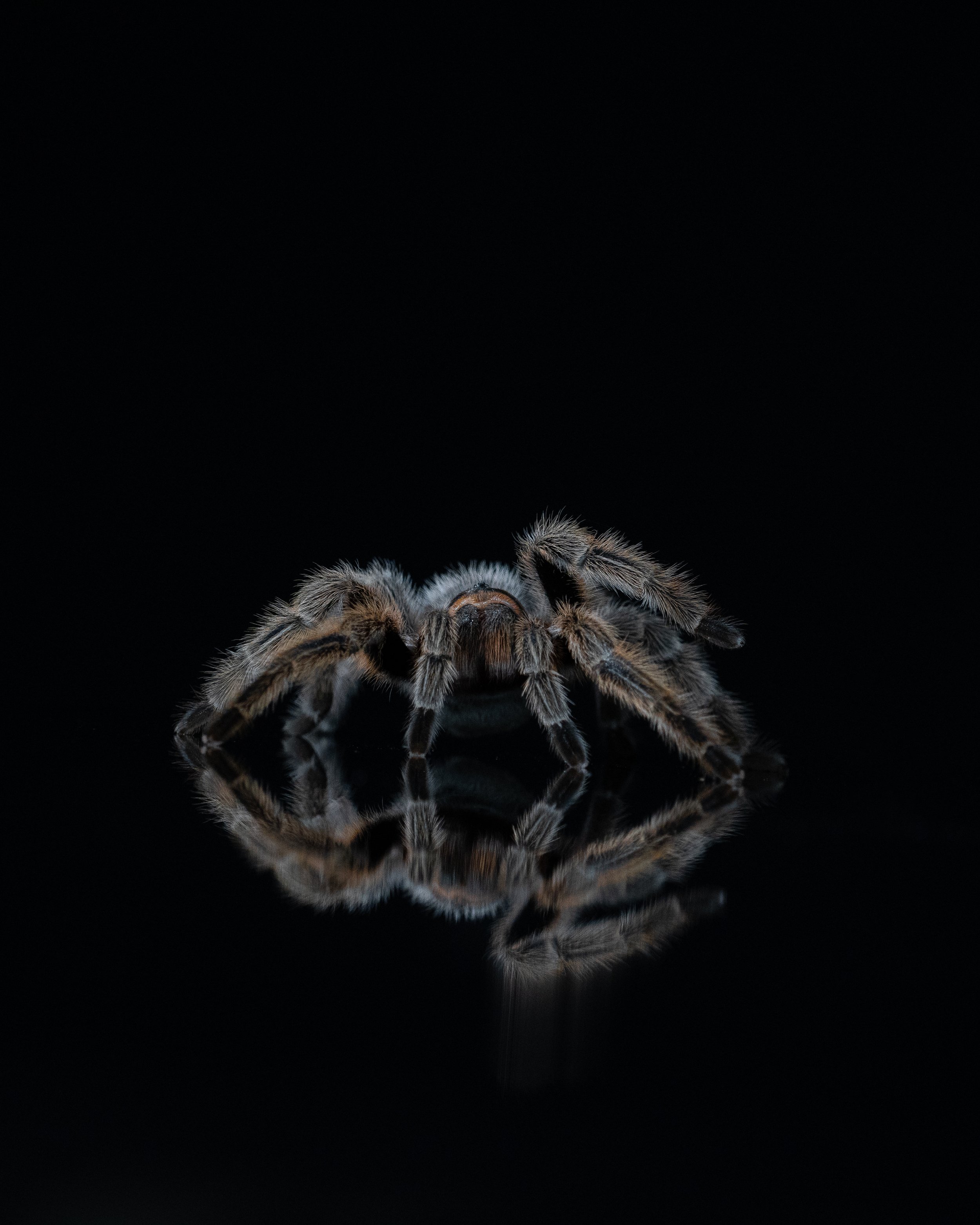 Spider 2.jpg