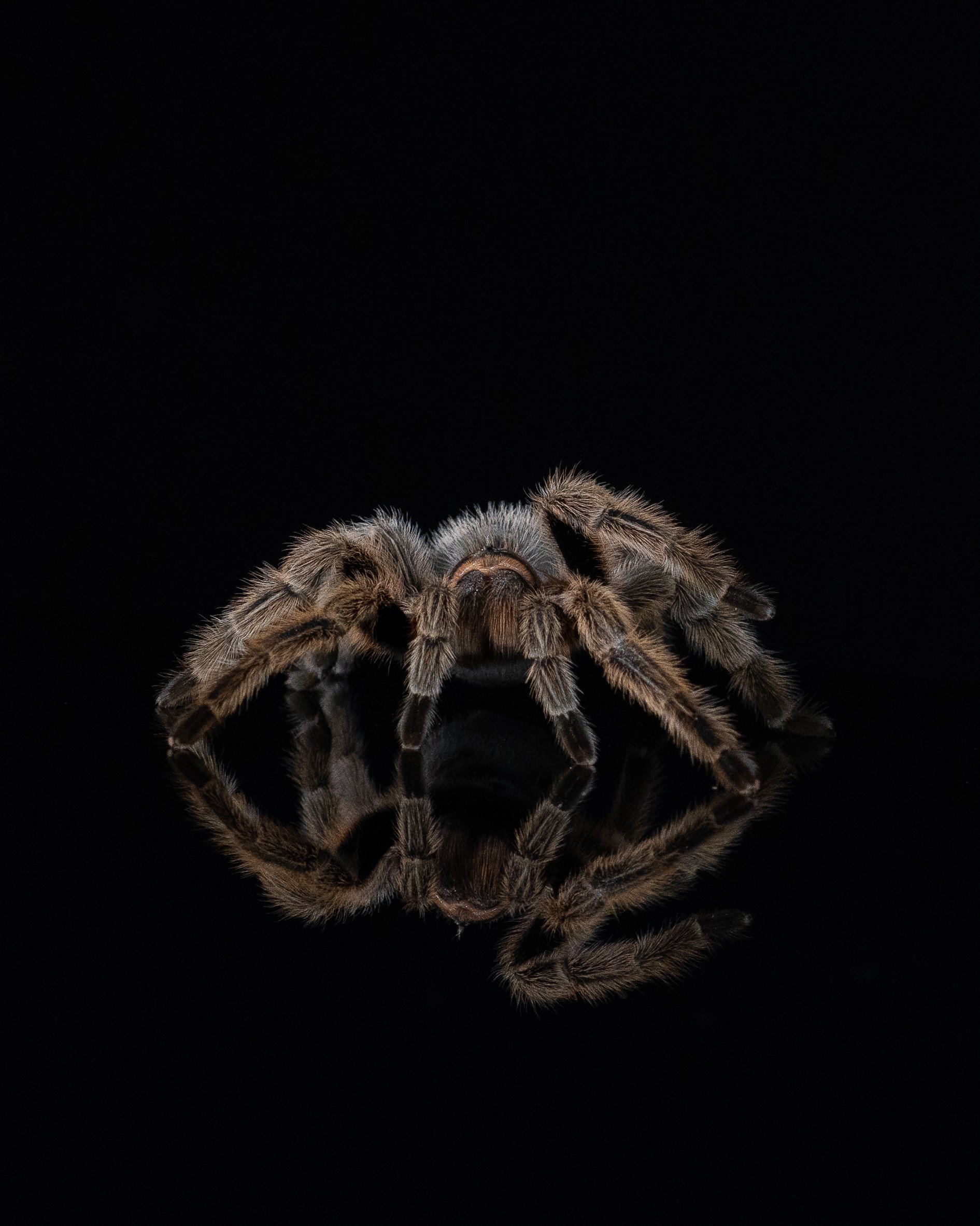 Spider 3.jpg