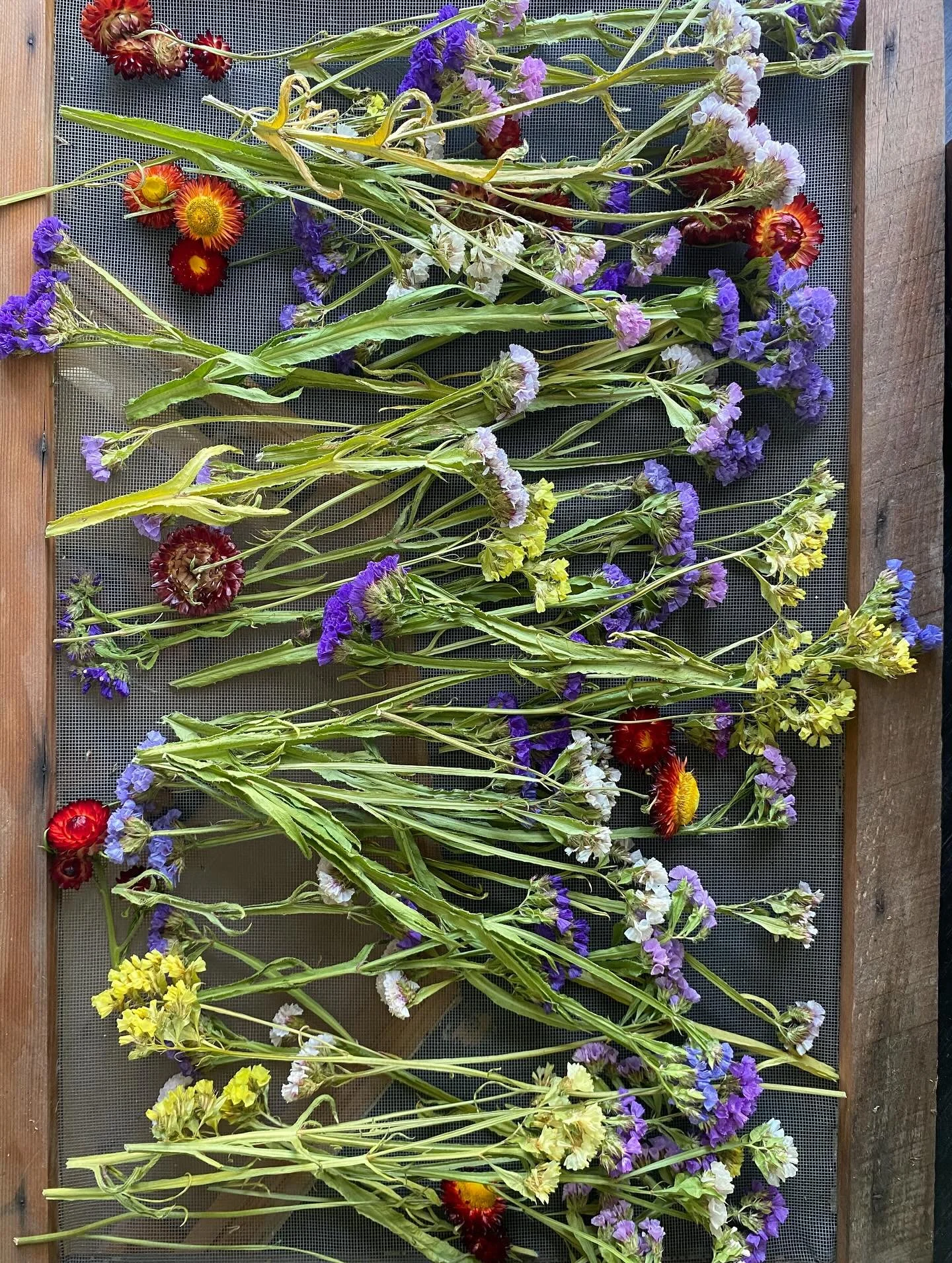 Harvest season 🌺