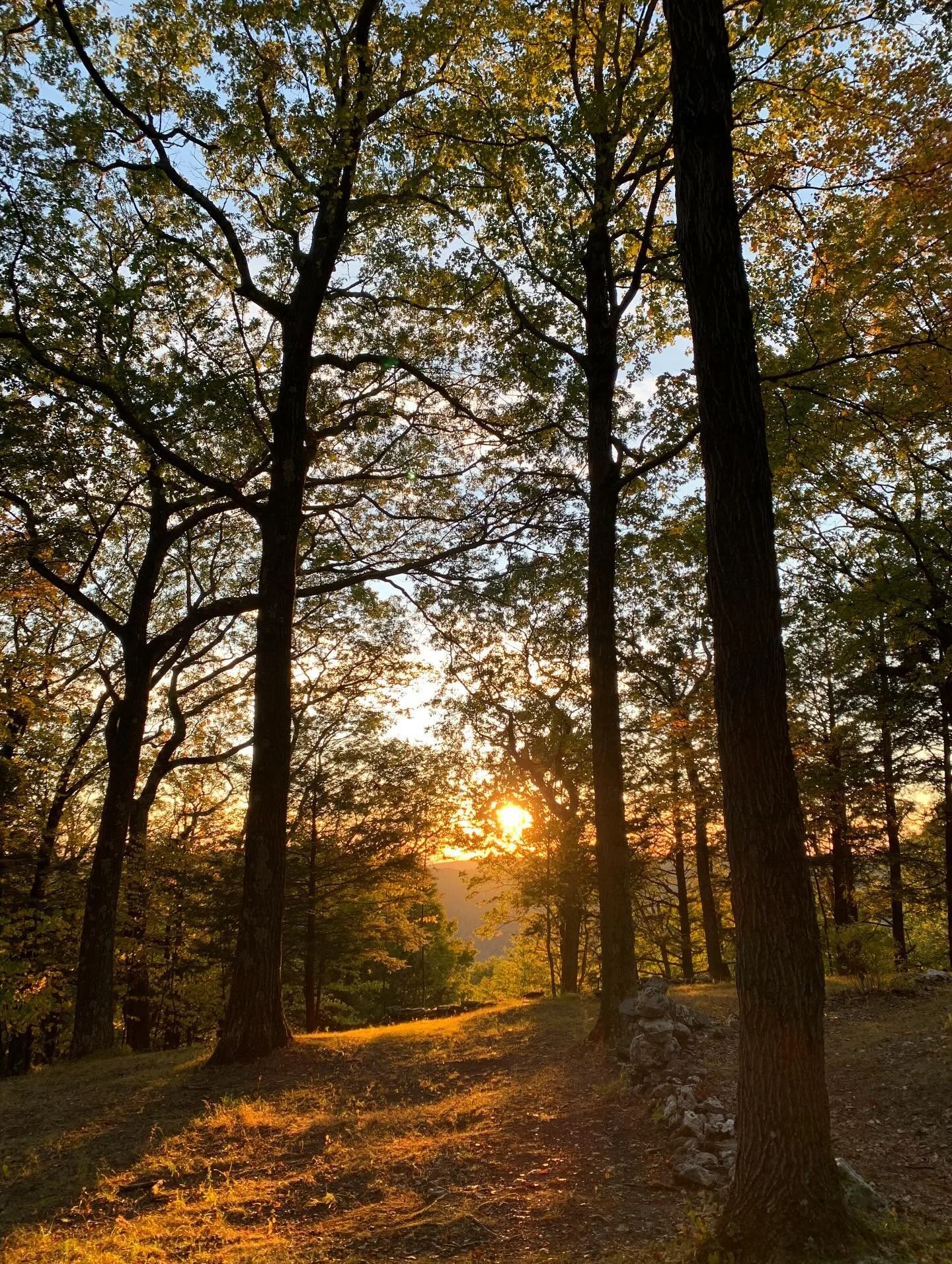 A glimpse of last week&rsquo;s sunset, captured by our office manager, Khushi, on the mountain. Light, trees, and stillness, nature&rsquo;s evening gift 🌞