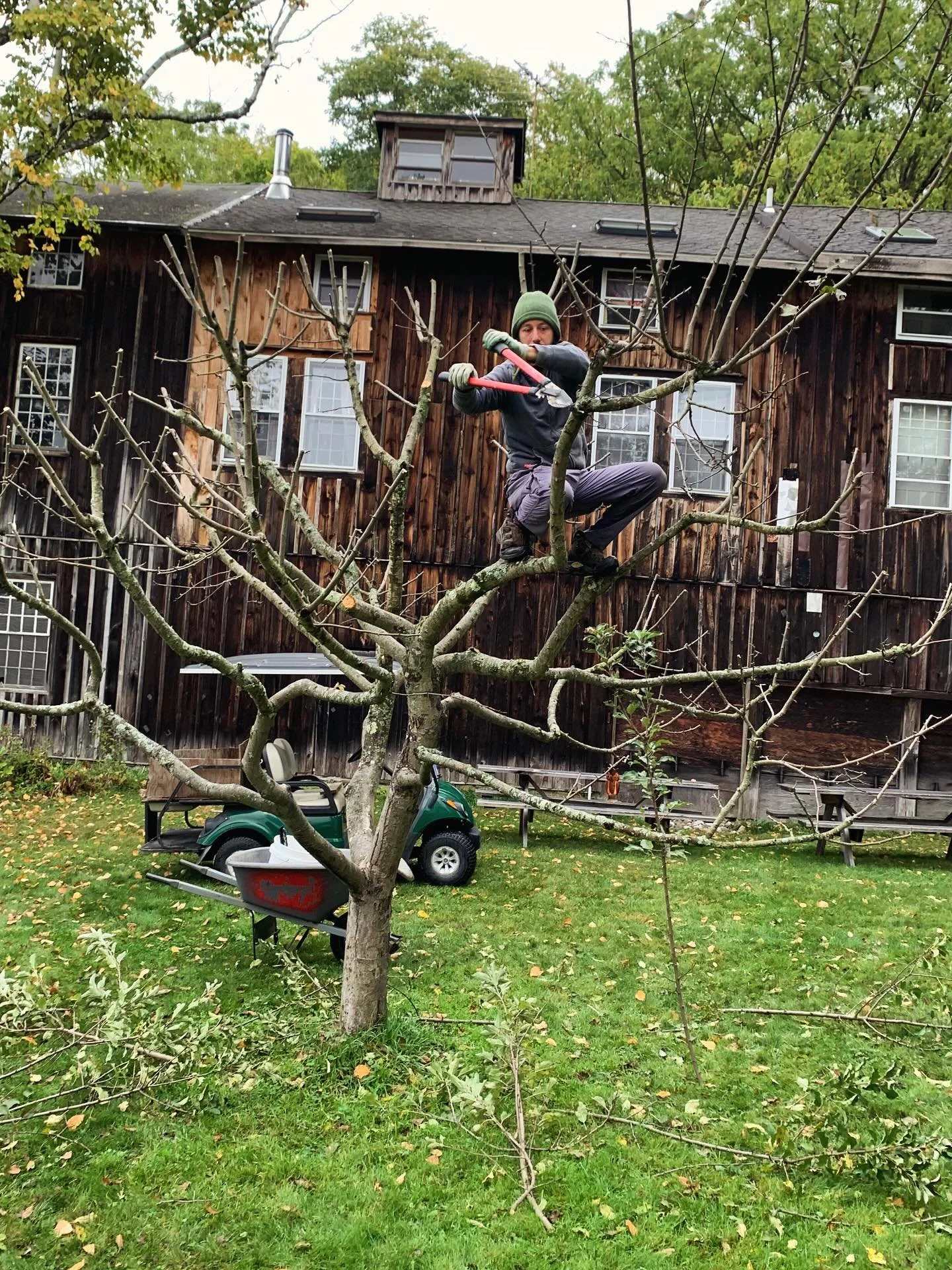 Brahm, pruning the apple trees for a healthier harvest and better tree climbing for next year 🤸

We love having Brahm and his permaculture knowledge on site 🍎