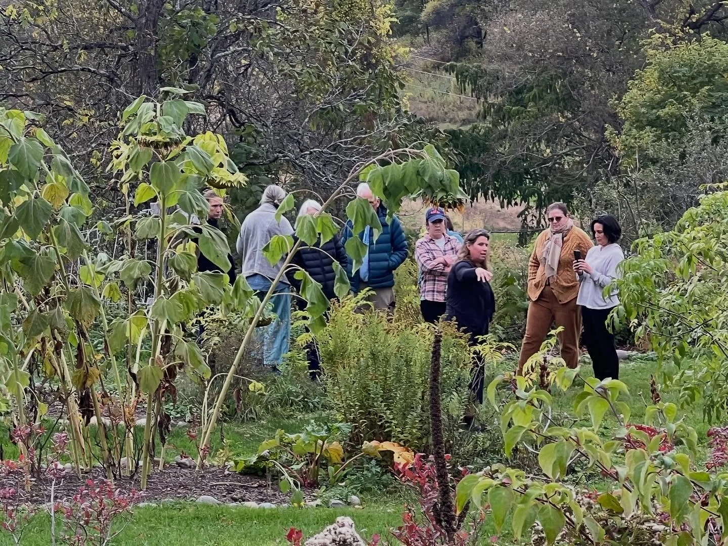 The Elderberry Syrup workshop was a fantastic time last weekend, as Sarah led a group through the gardens, the process of drying elderberries, and learning how to extract and produce immune boosting gifts from the wonderful plant 🍇

Sarah has two mo