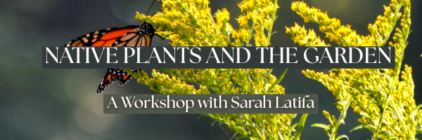 Native Plants and the Garden
