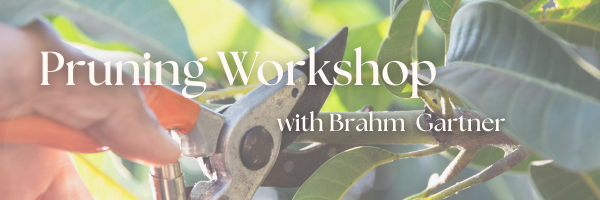 Pruning and Tree Health