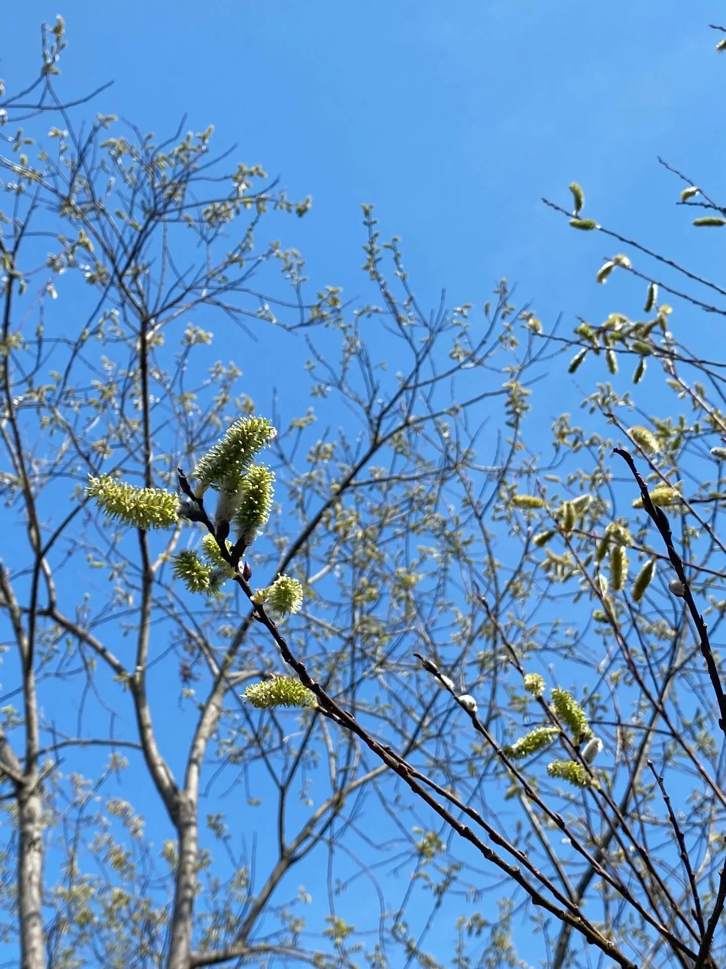 Gentle glimpses of Spring 🌱

(and the greenhouse getting some needed improvements!)