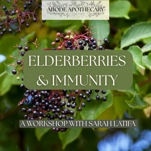 Elderberry and Immunity Workshop