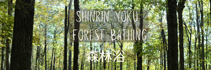 Shinrin Yoku Forest Bathing - 